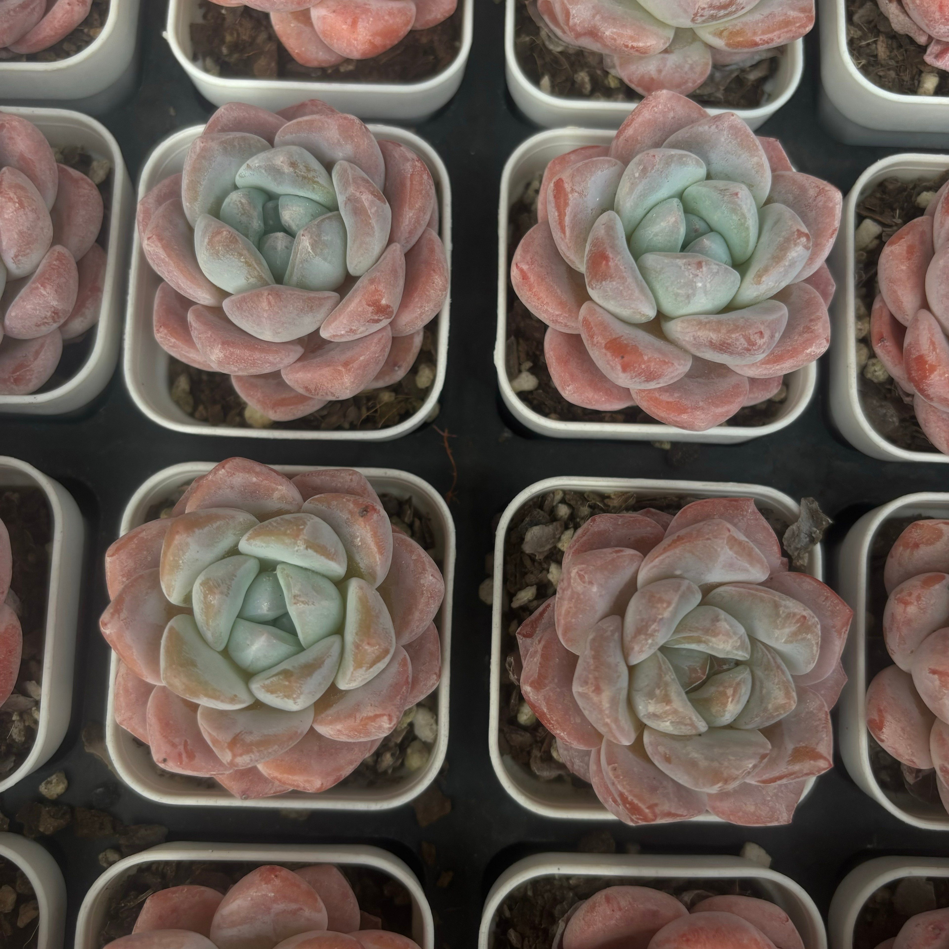 CM001 霜の花 エケベリア