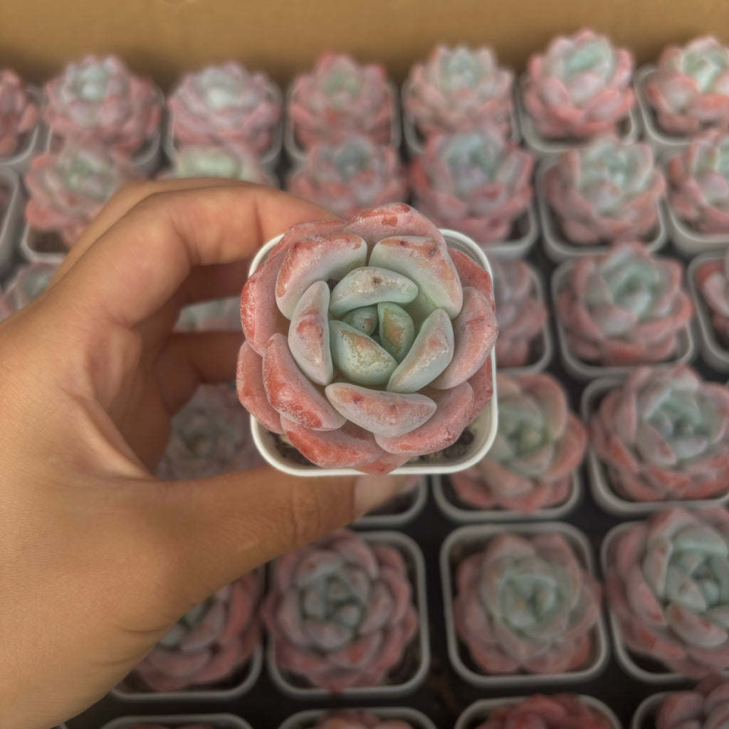 CM001 霜の花 エケベリア