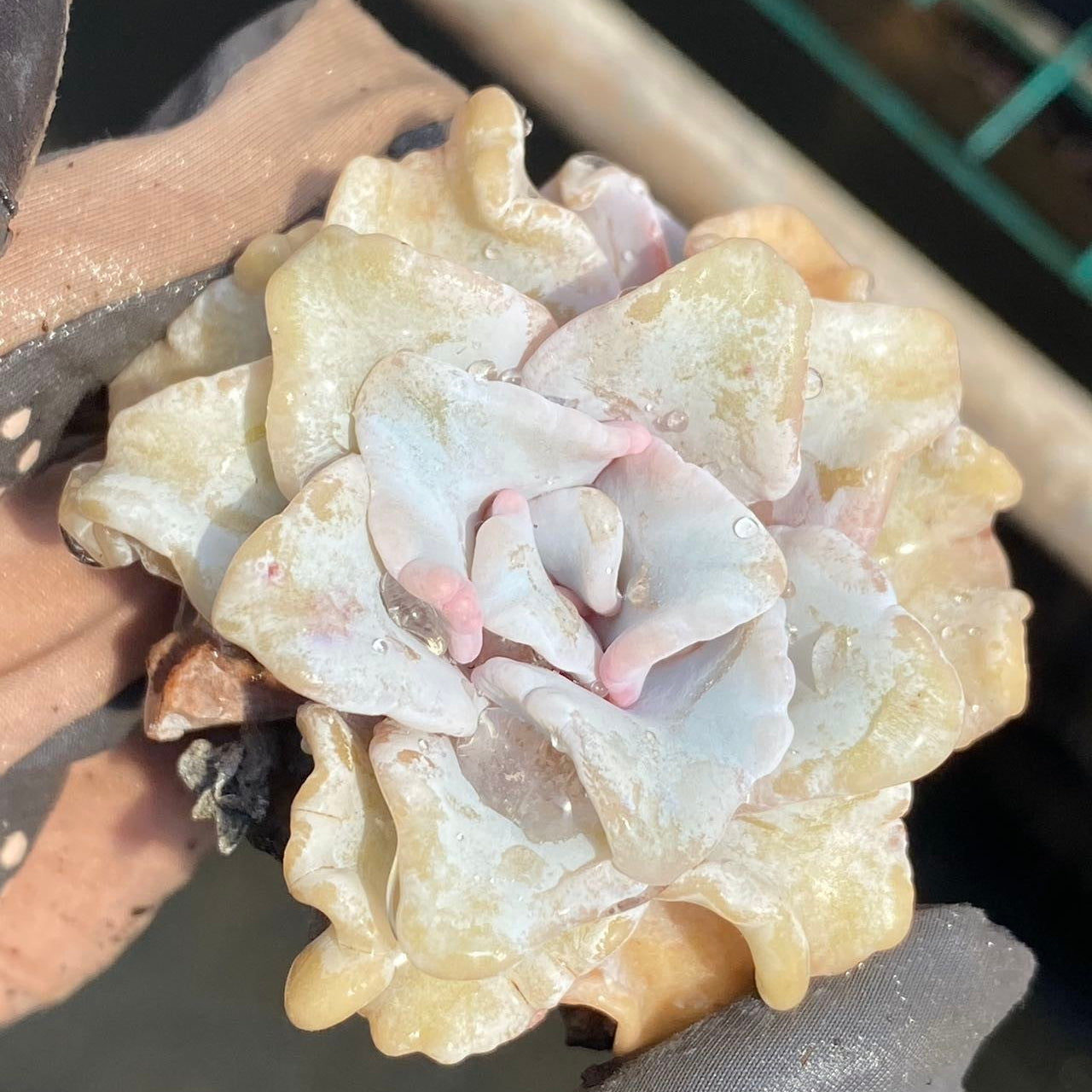 CM002 クリスペイトビューティ エケベリア