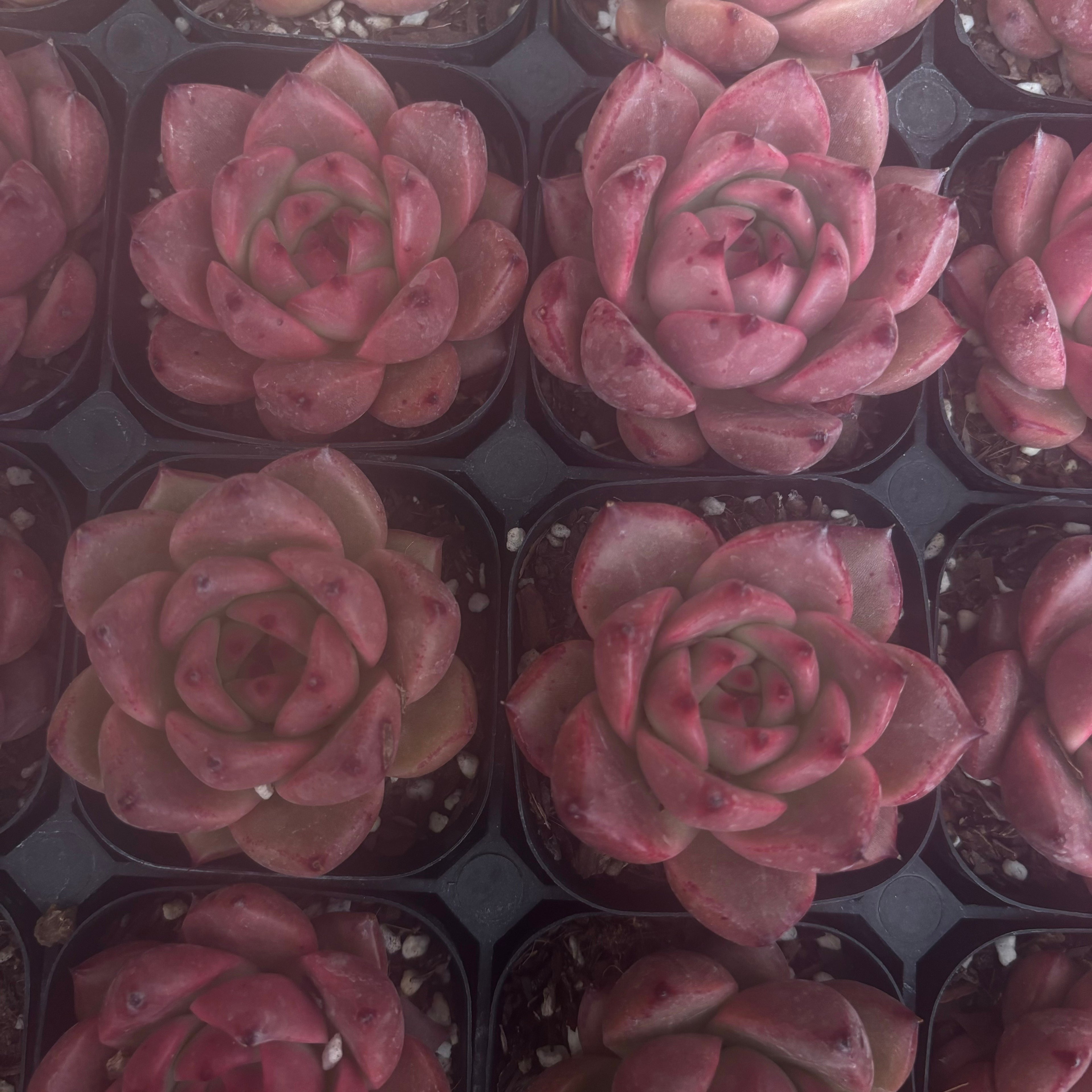 CM003 ロカ エケベリア