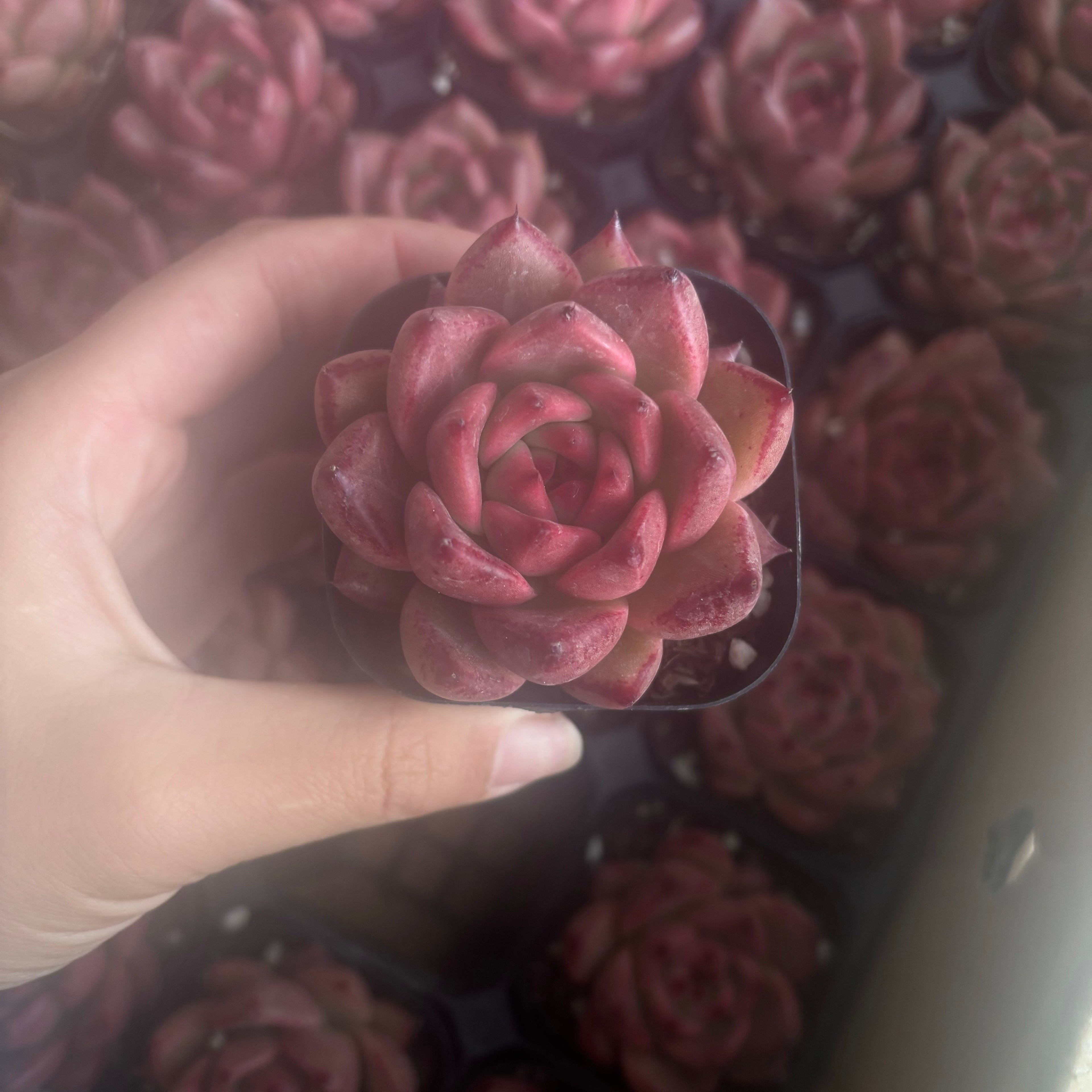 CM003 ロカ エケベリア