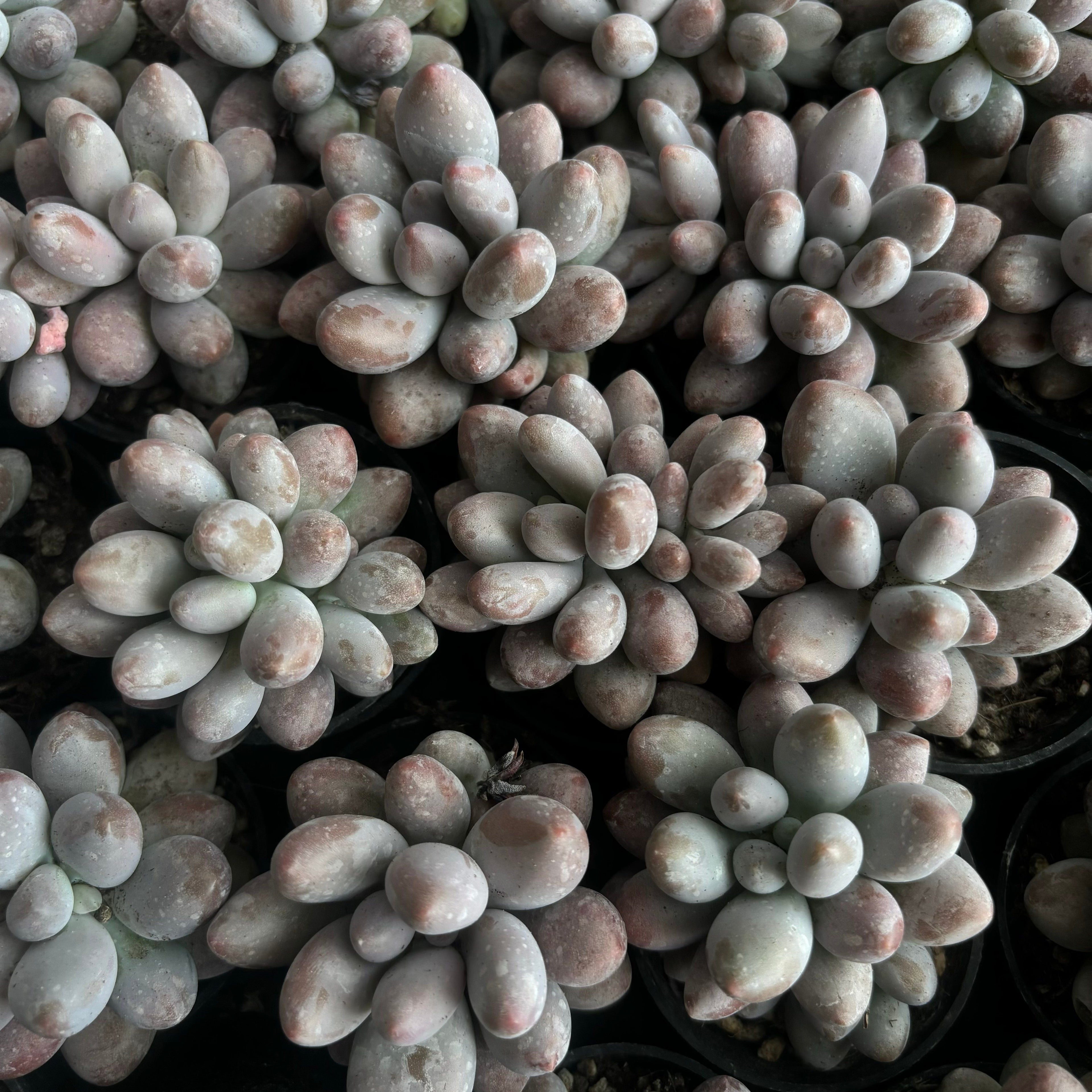 CM004 ピンクラバー エケベリア