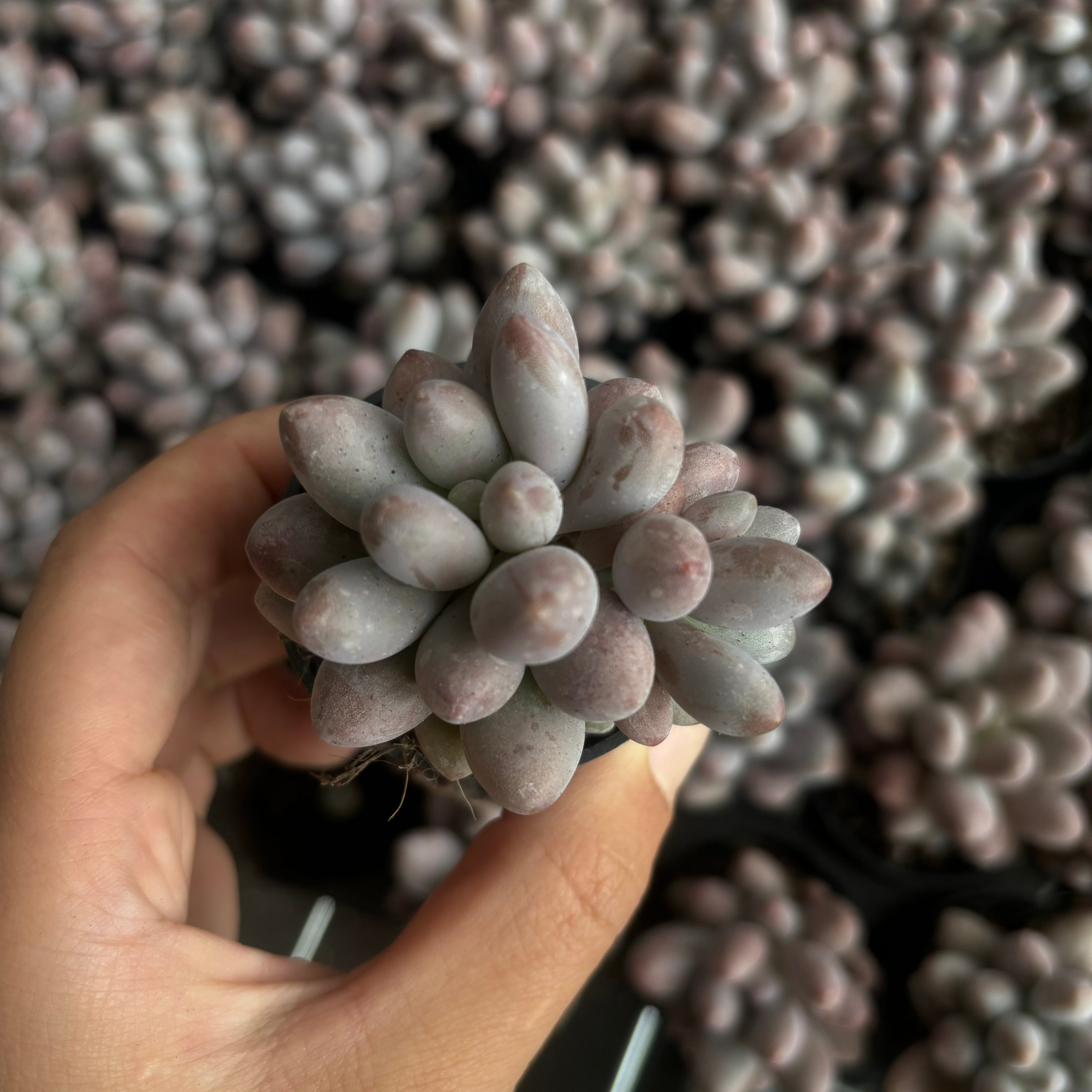 CM004 ピンクラバー エケベリア