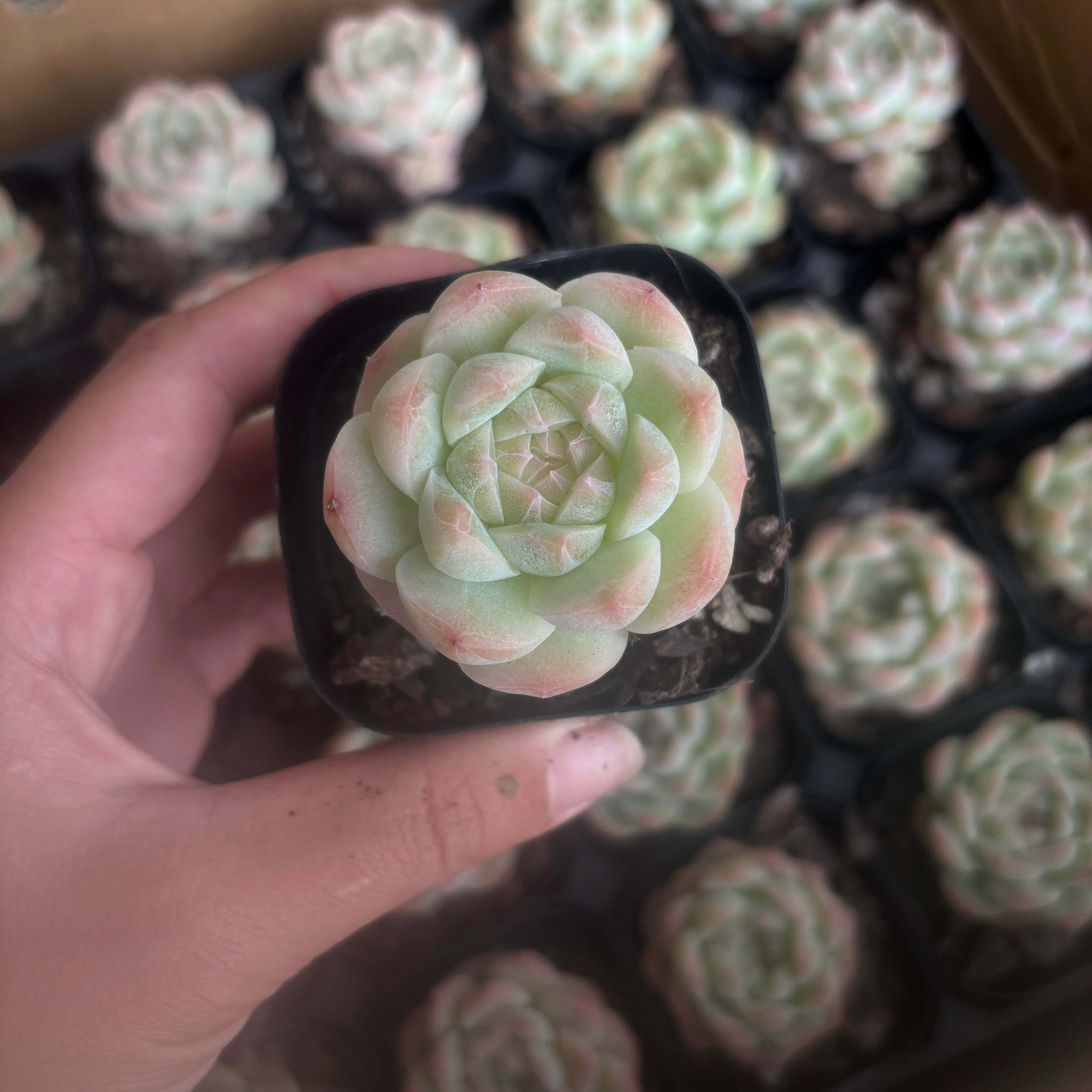 CM005 ジェイド プール エケベリア