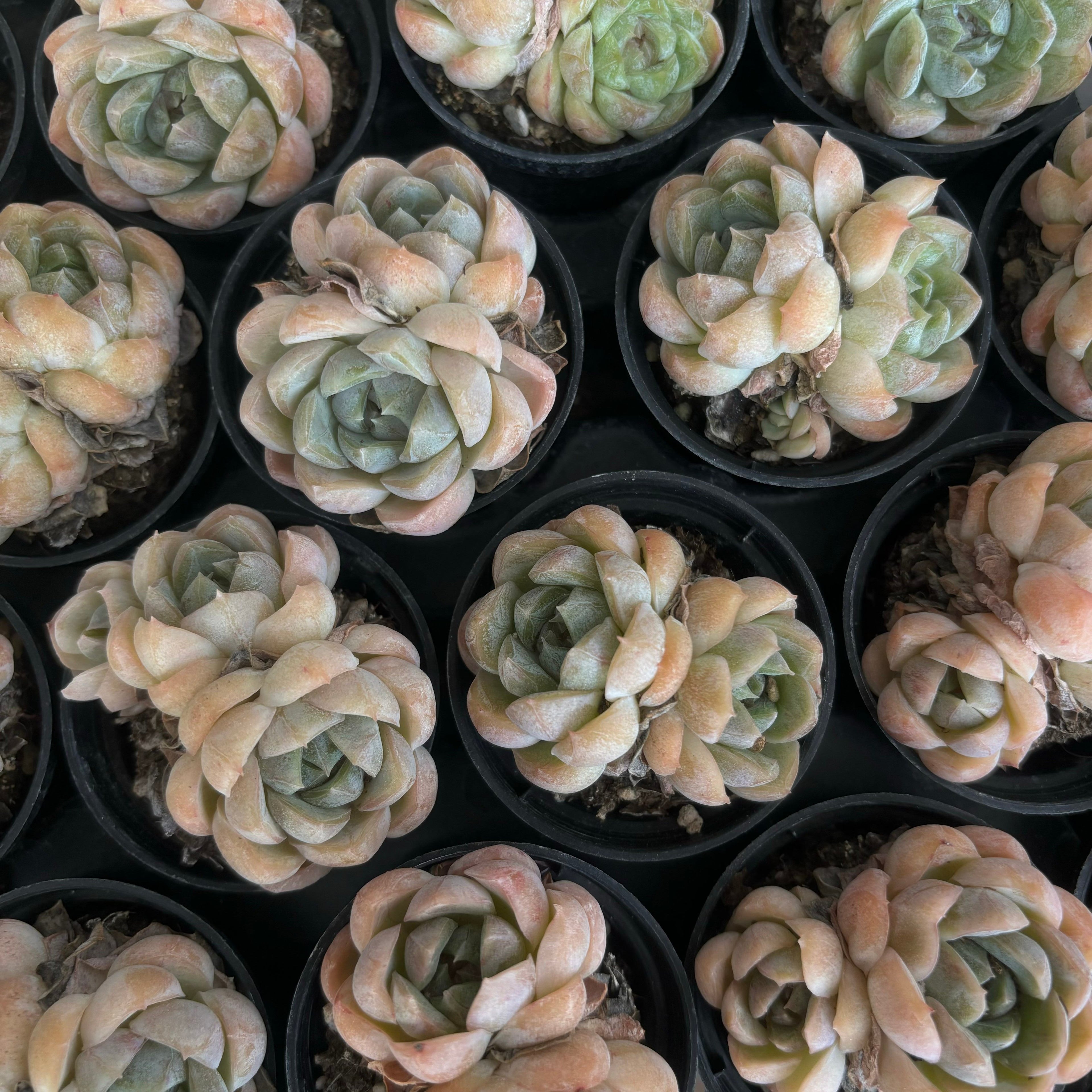 CM006 キャラメルマキアート エケベリア