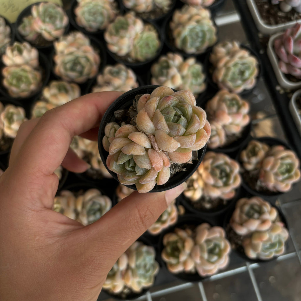 CM006 キャラメルマキアート エケベリア