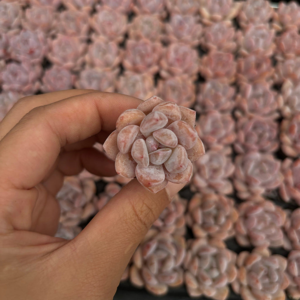 CM007 ポメグラネート エケベリア