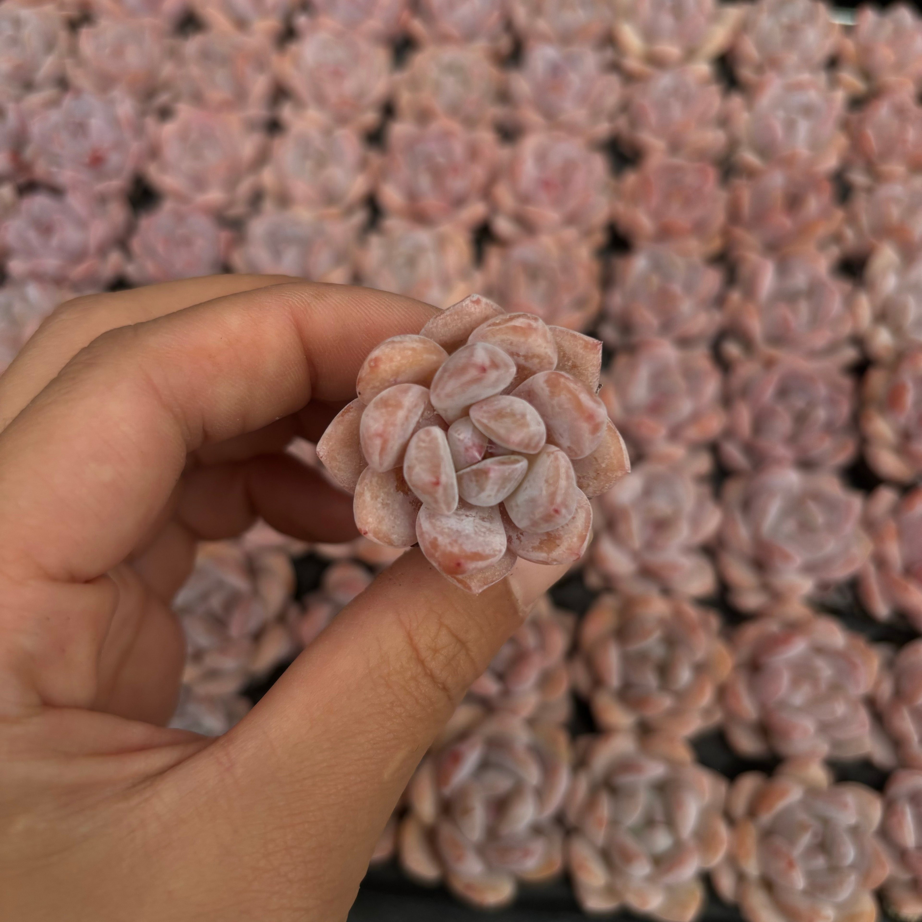 CM007 ポメグラネート エケベリア