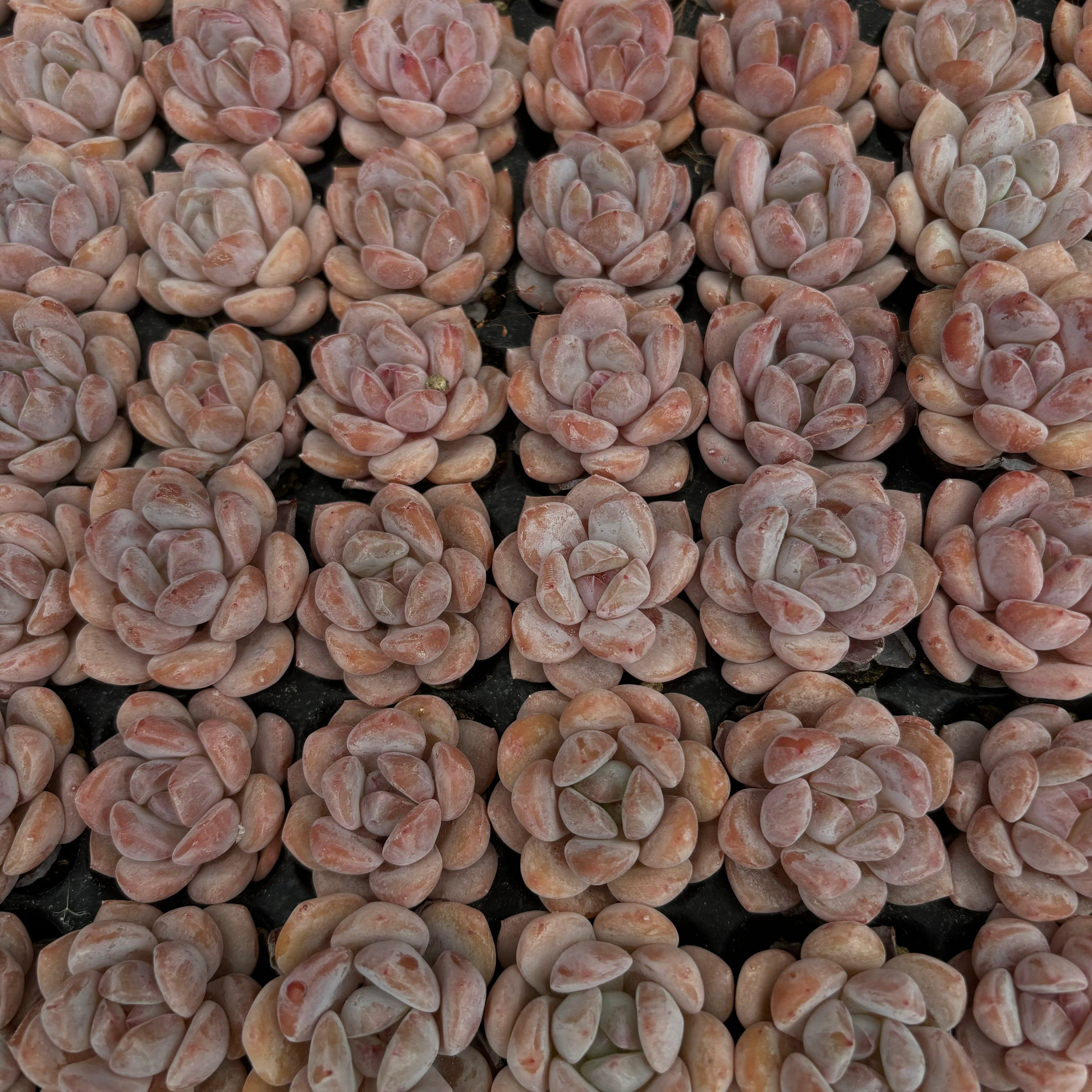 CM007 ポメグラネート エケベリア