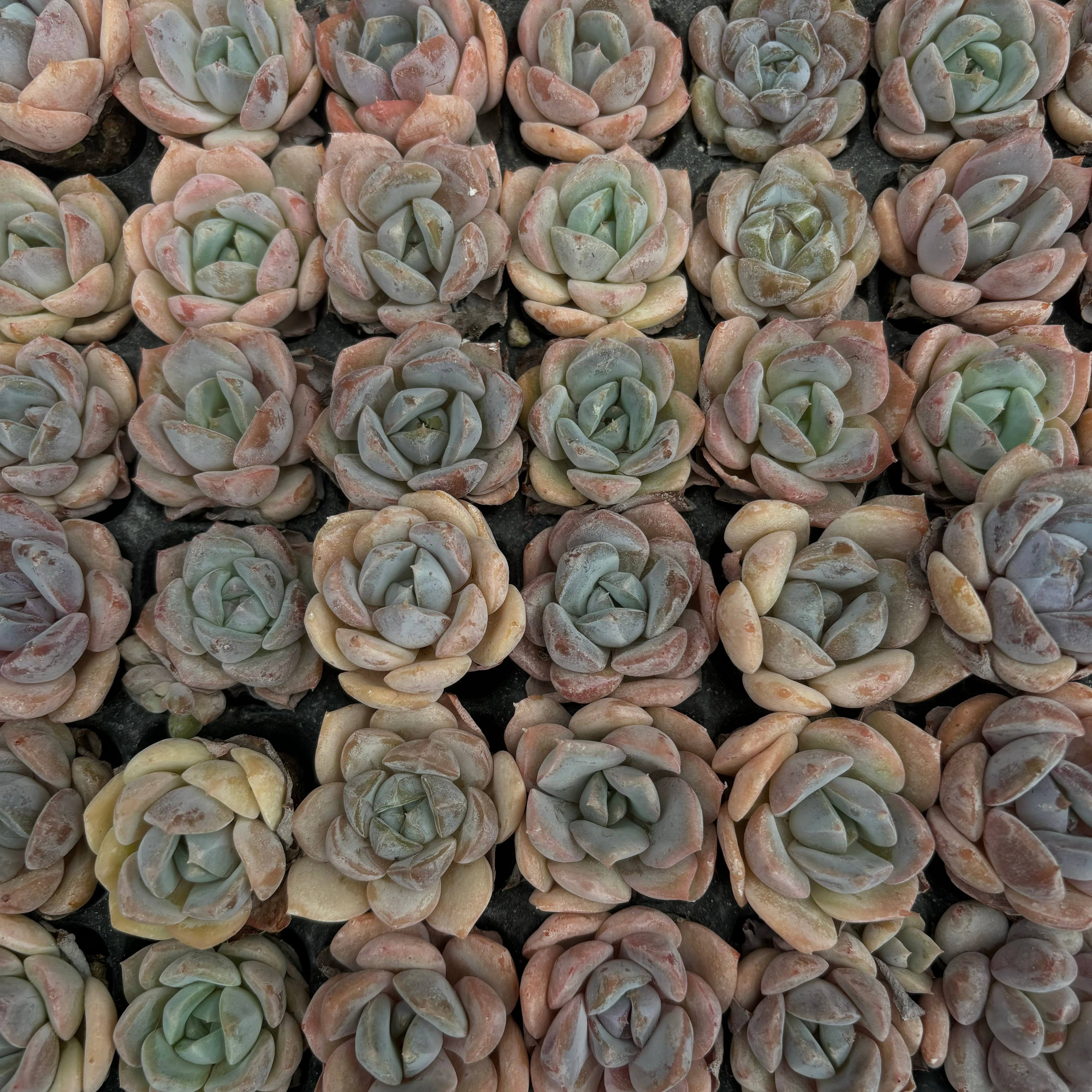 CM008 ラウイ×ラサガ エケベリア