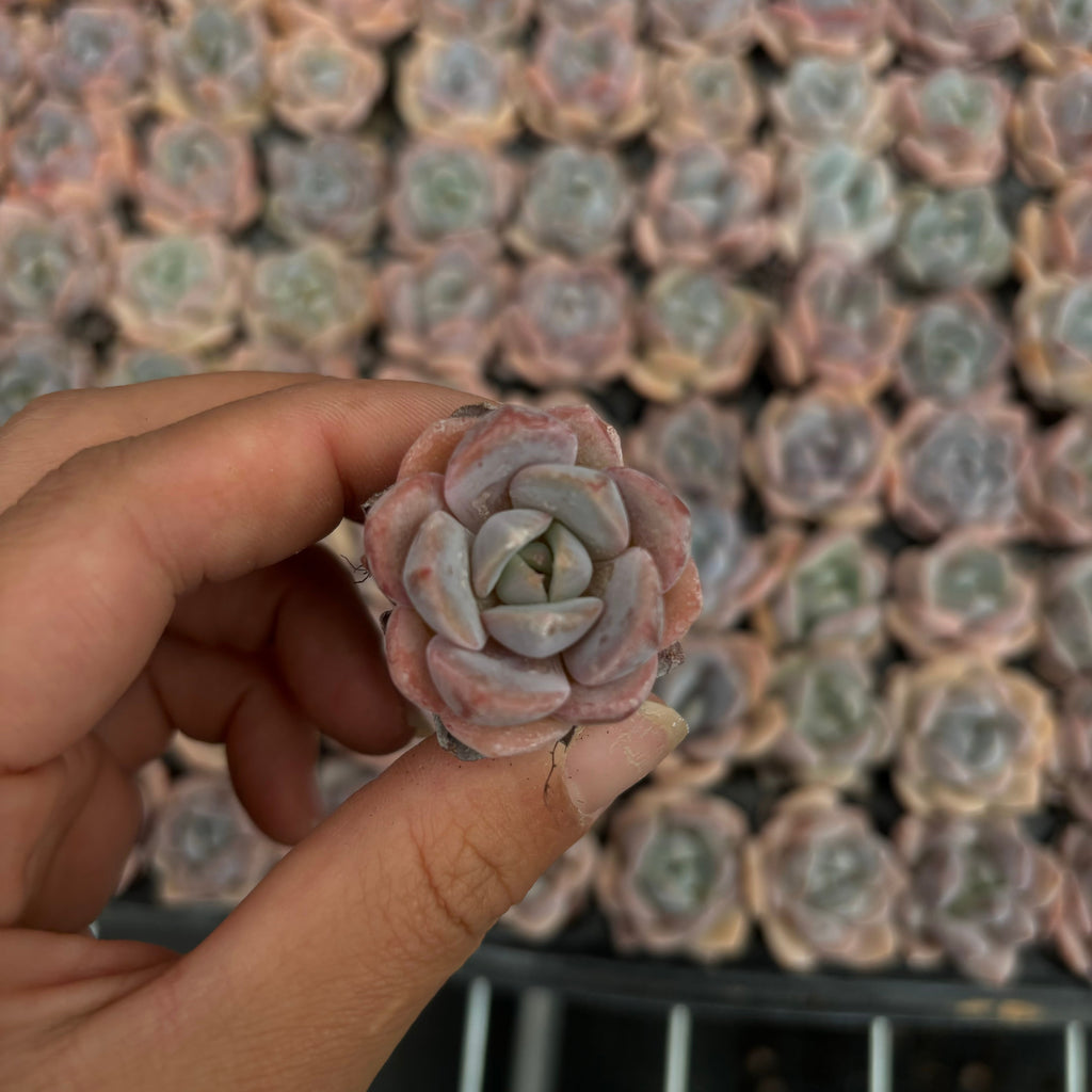 CM008 ラウイ×ラサガ エケベリア