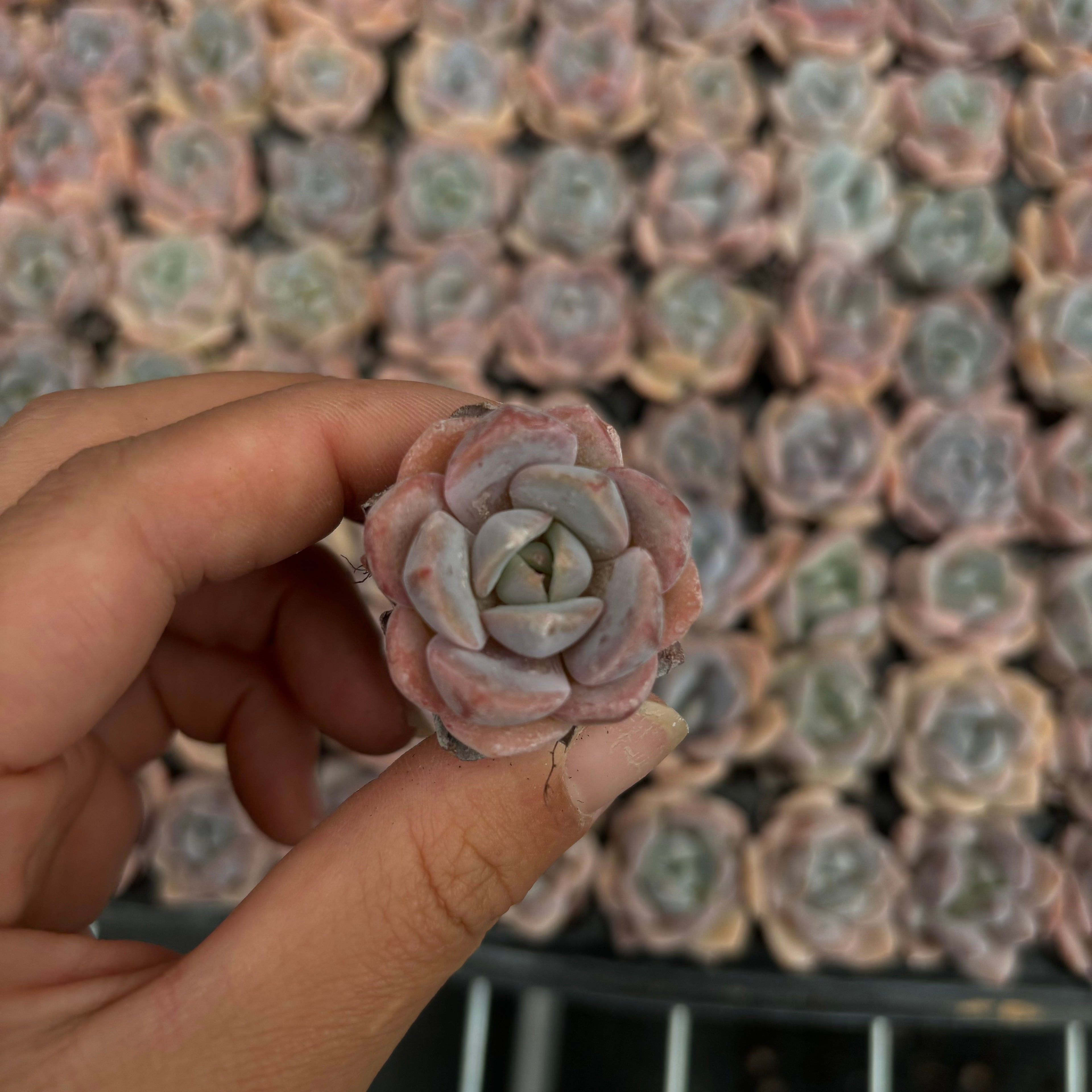 CM008 ラウイ×ラサガ エケベリア