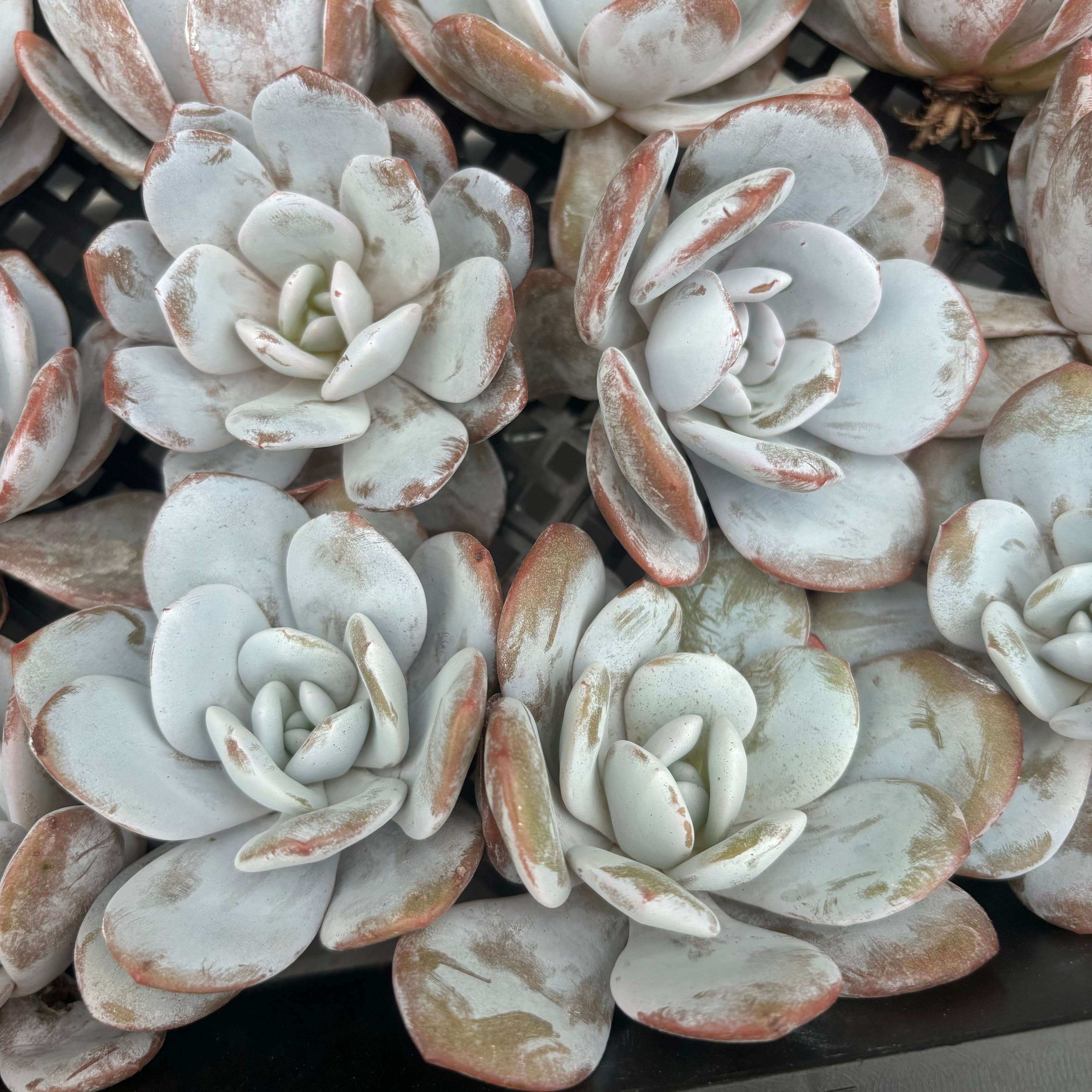 CM011  ラウイ エケベリア