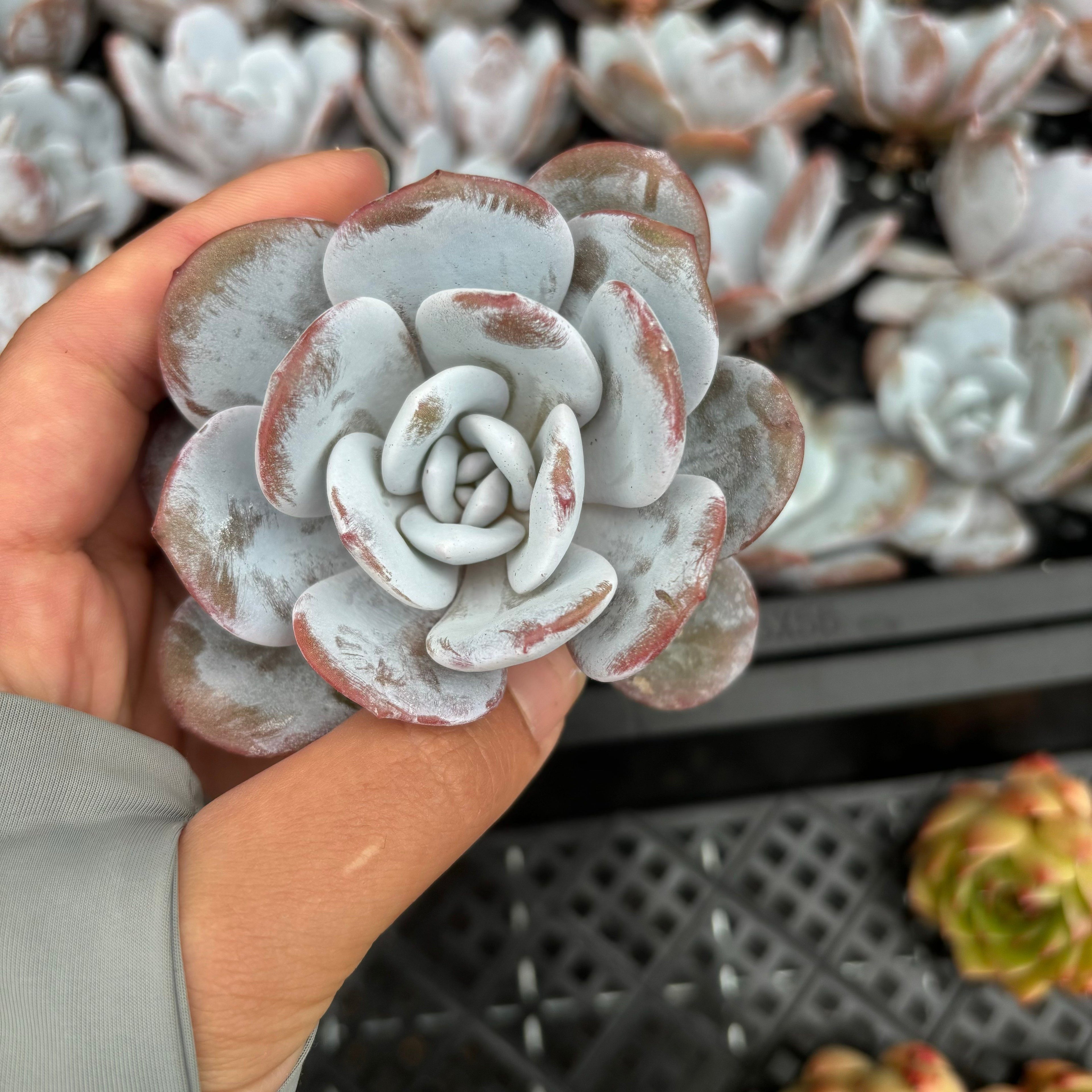 CM011  ラウイ エケベリア