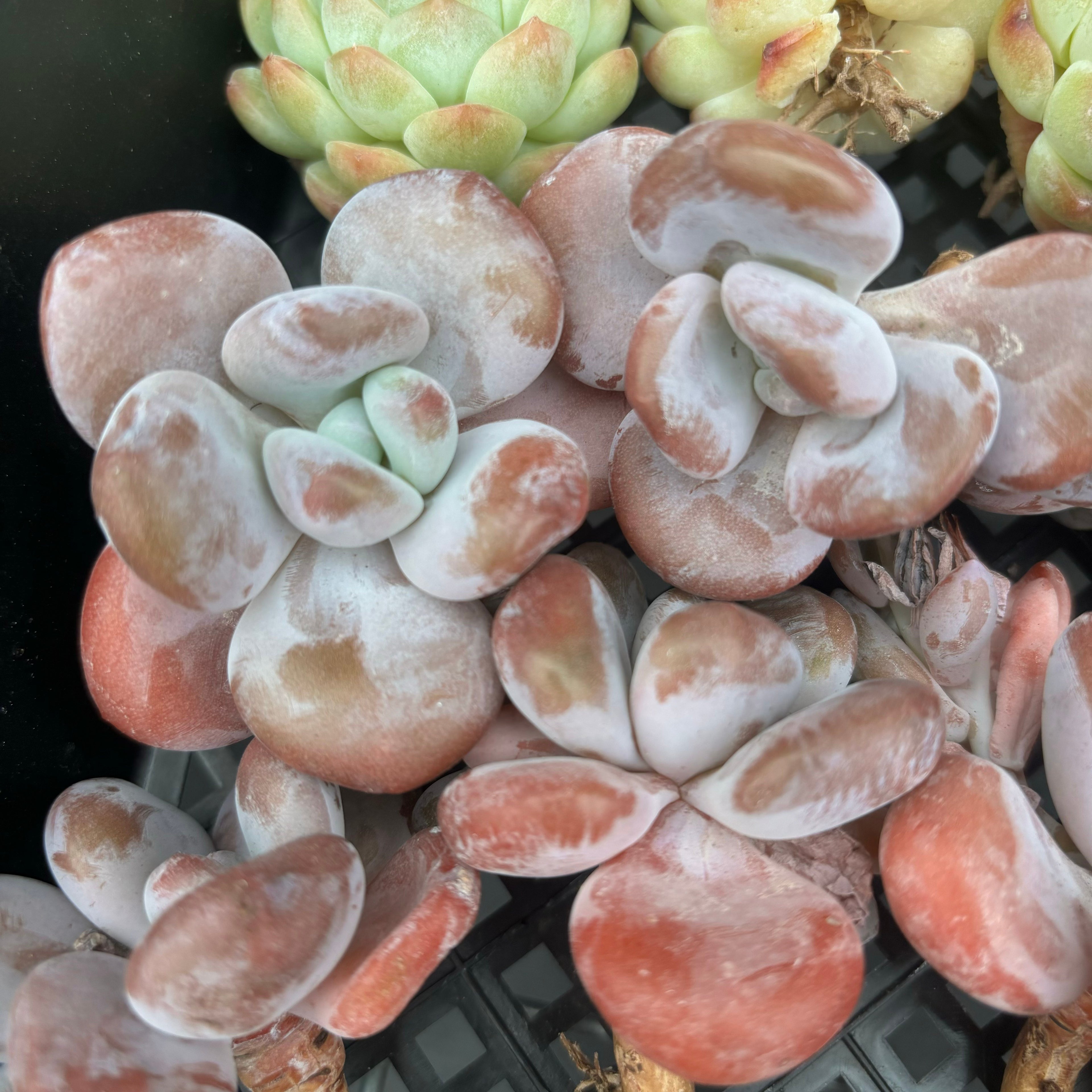 CM014 スノーバニー エケベリア