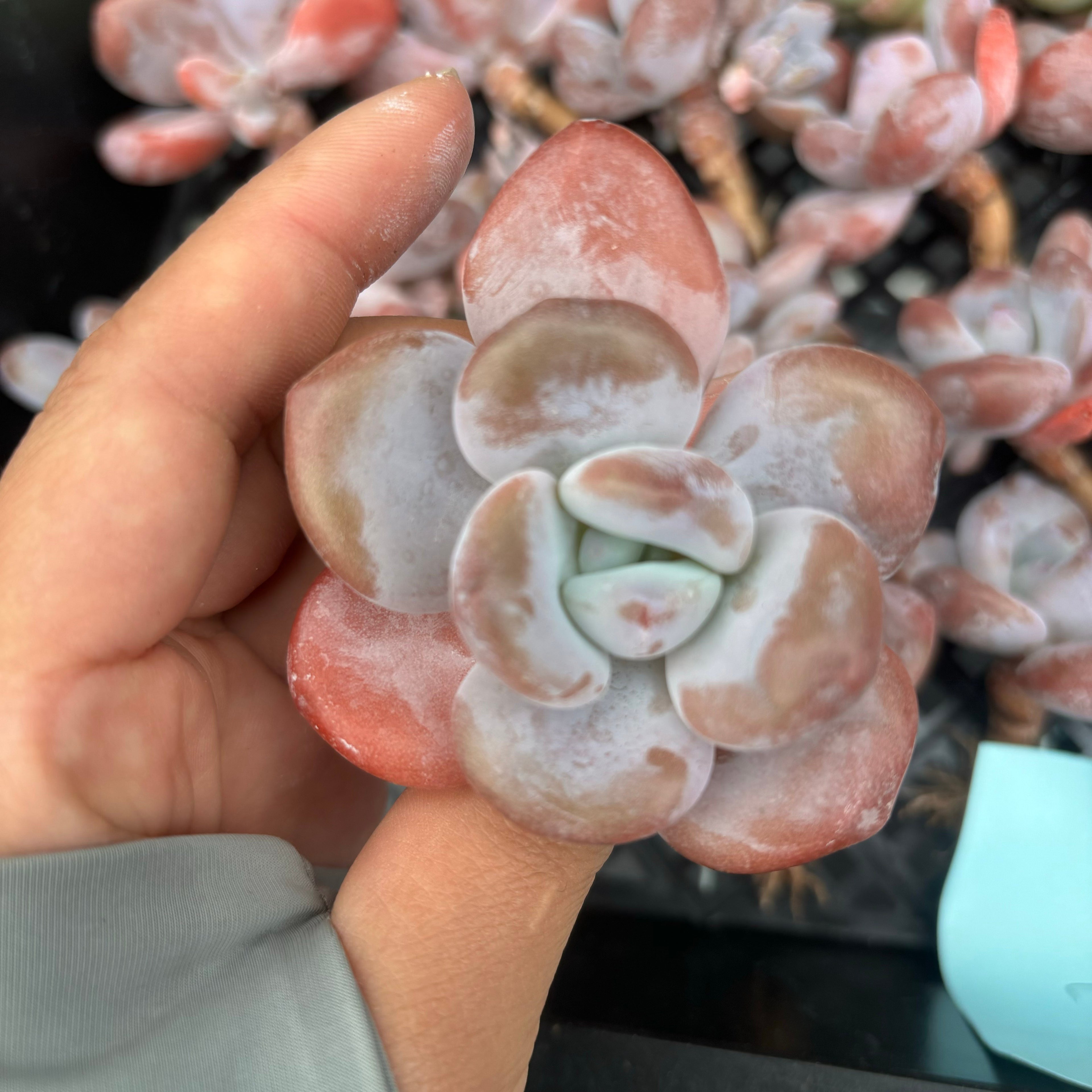 CM014 スノーバニー エケベリア