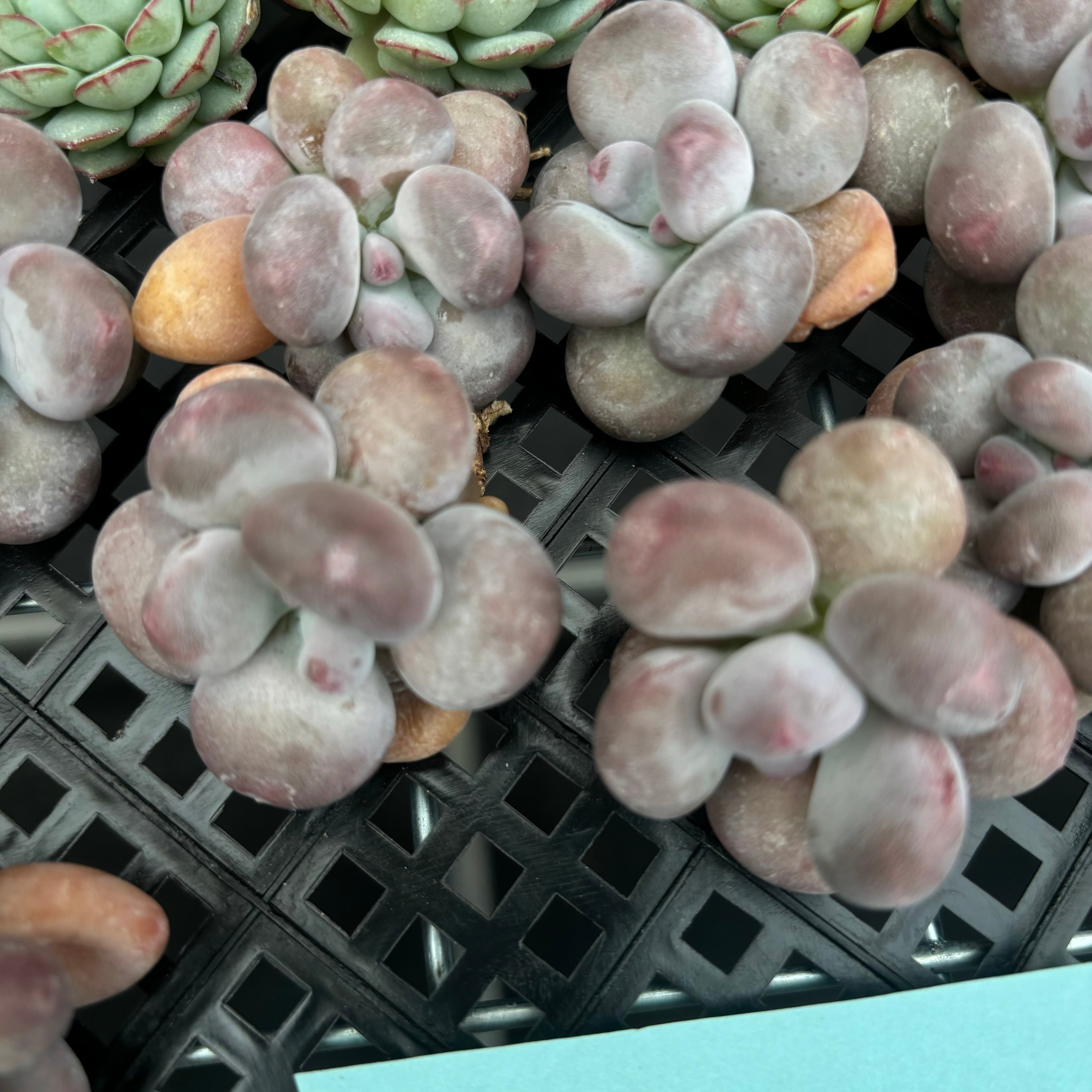 CM015  チーズ エケベリア