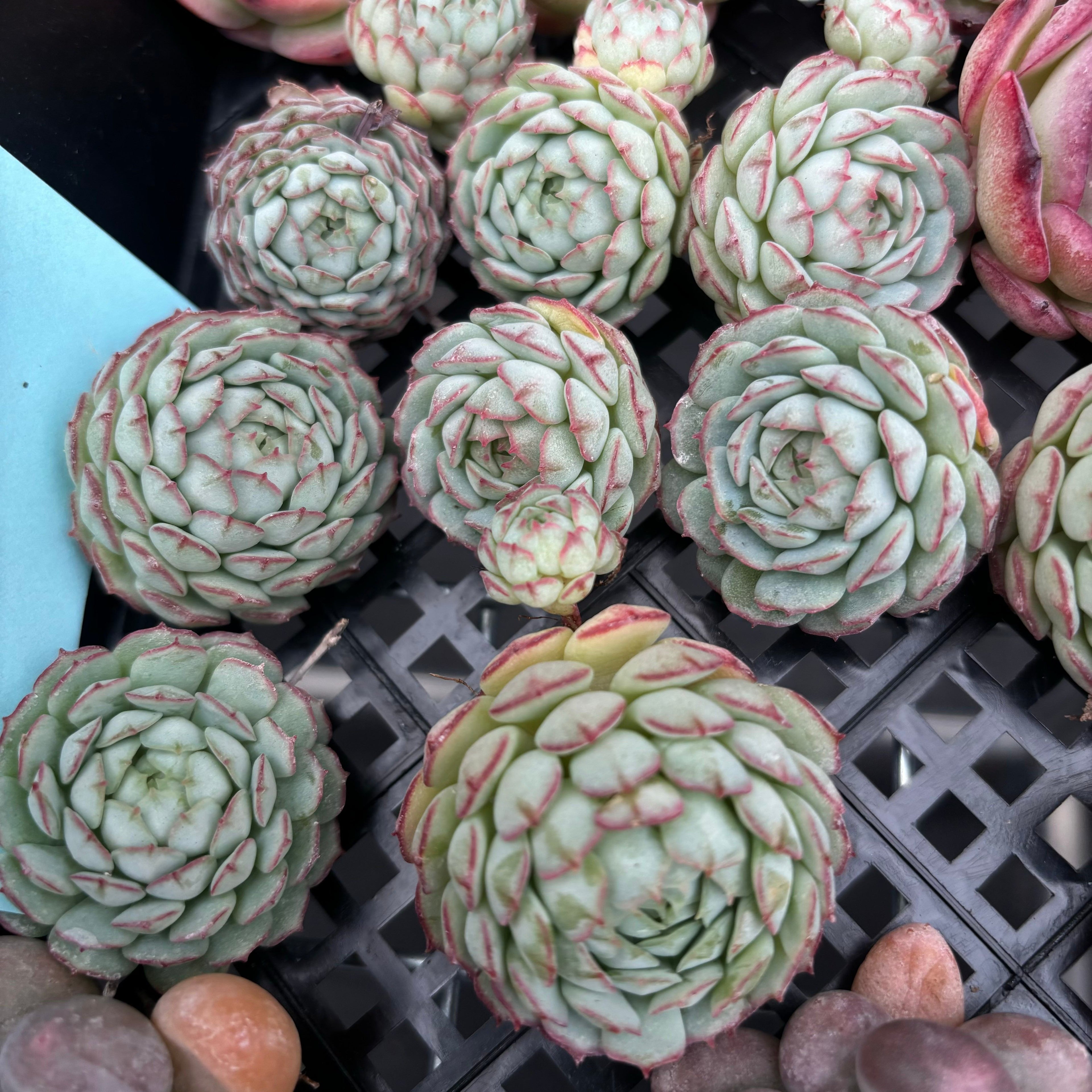 CM016 キャプテンヘイ エケベリア