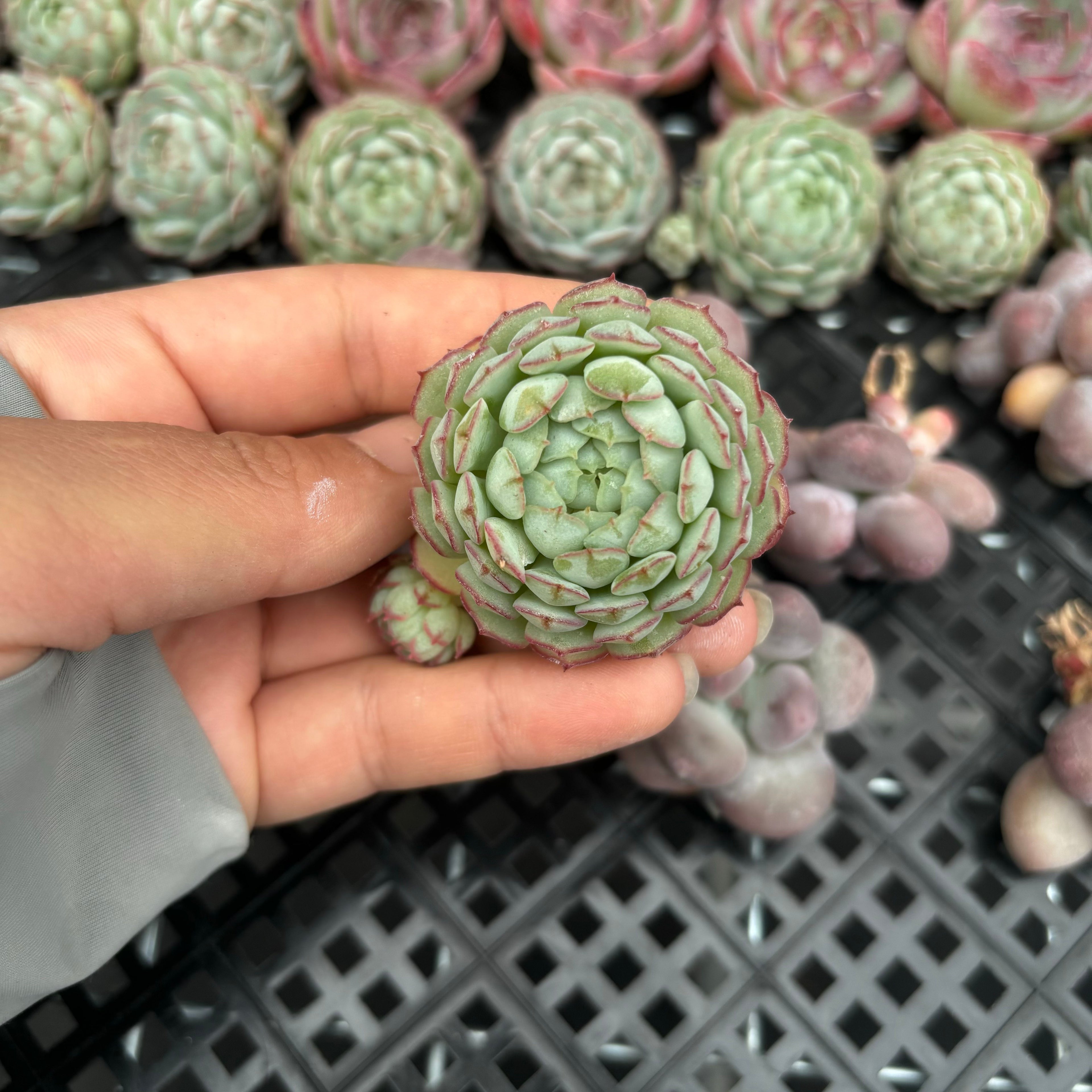 CM016 キャプテンヘイ エケベリア