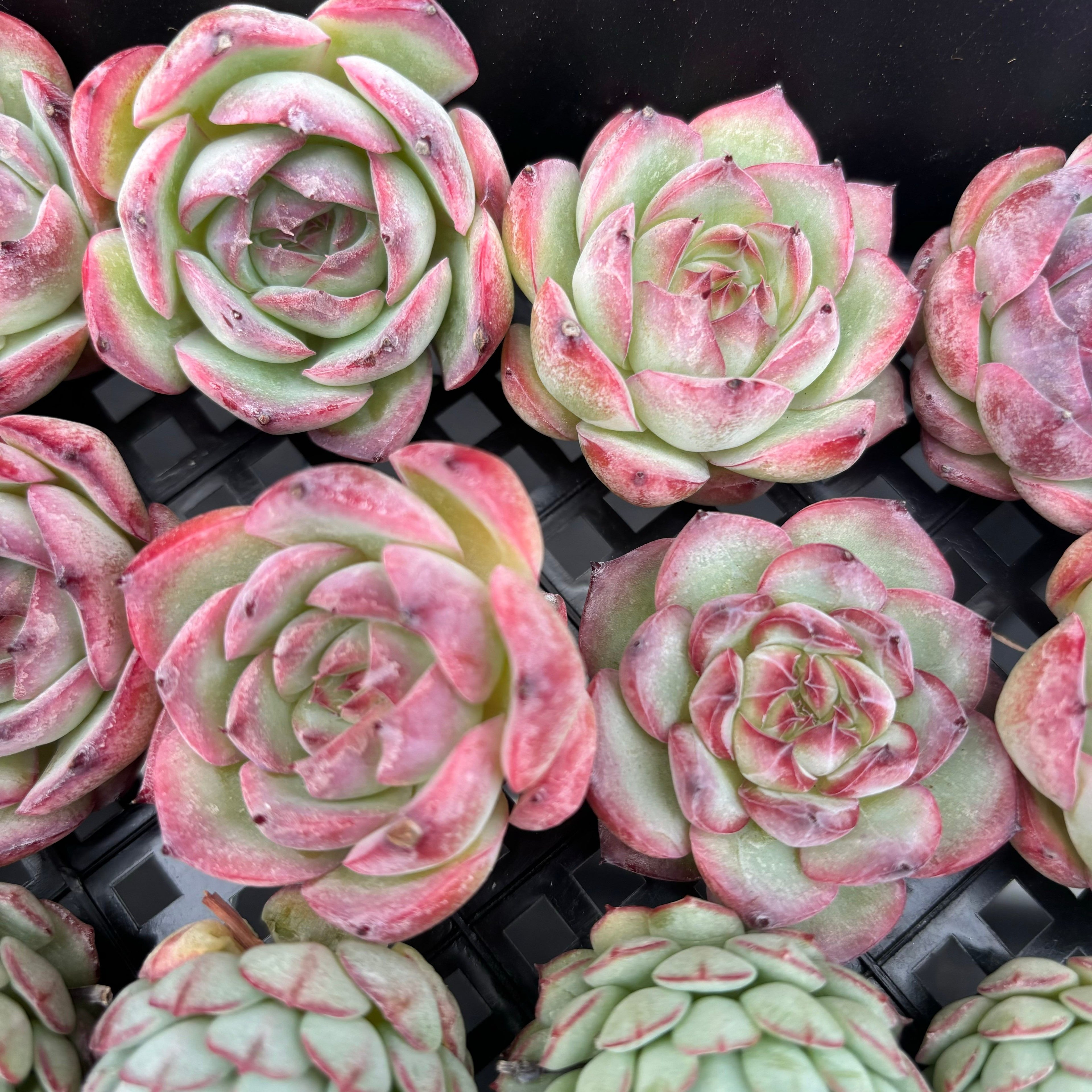 CM017 レッドラインエレガンス HYB エケベリア