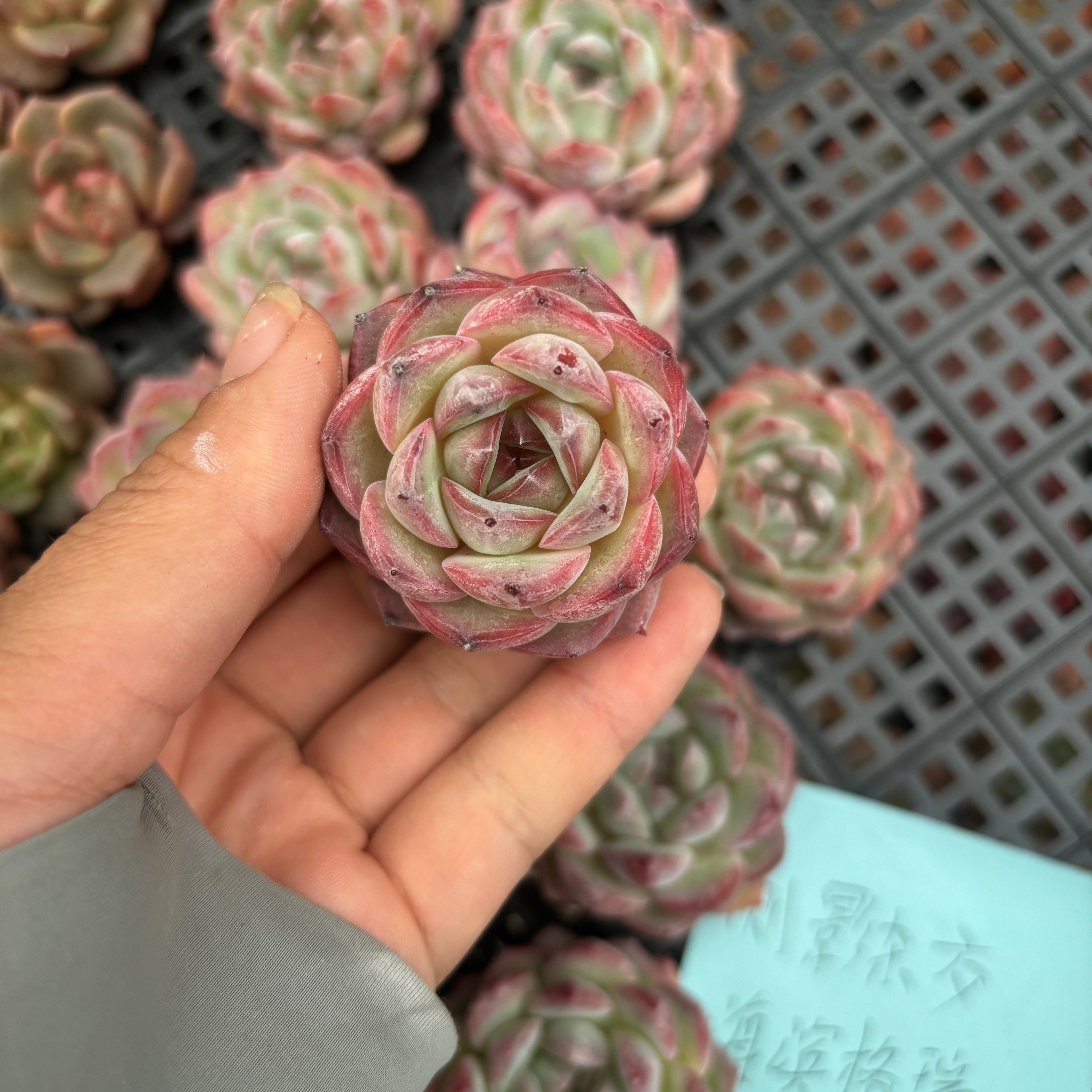 CM018 ヒューグミリス × ギロ  エケベリア