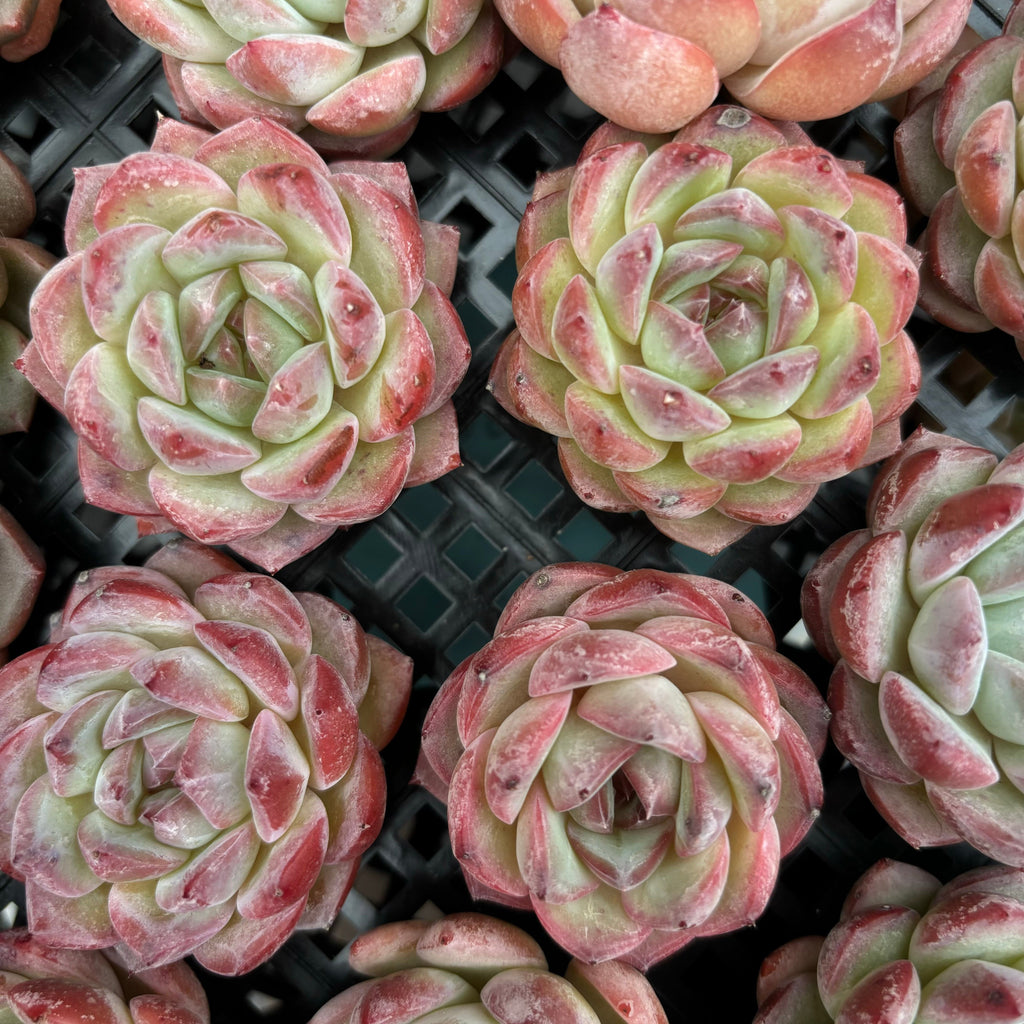 CM018 ヒューグミリス × ギロ  エケベリア