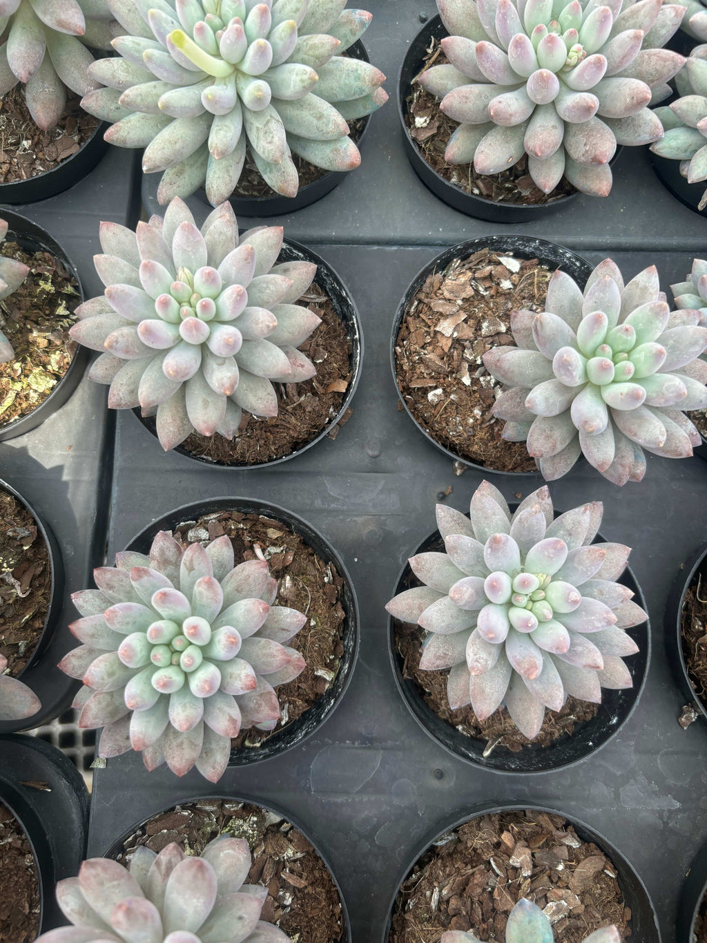 Q001 エケベリア ゴールドフィッシュ（鉢物）