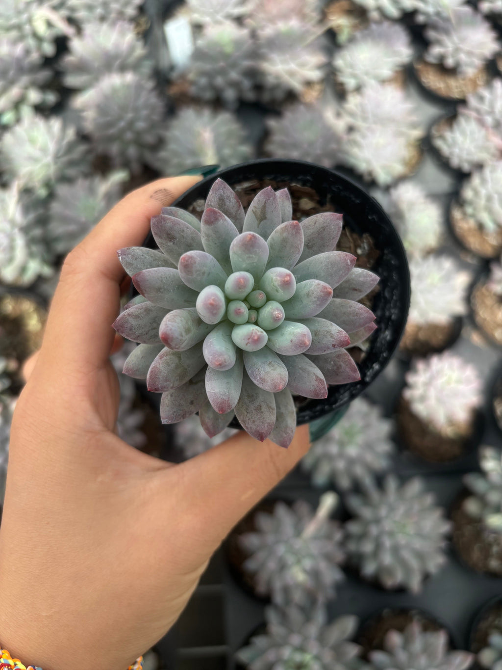 Q001 エケベリア ゴールドフィッシュ（鉢物）