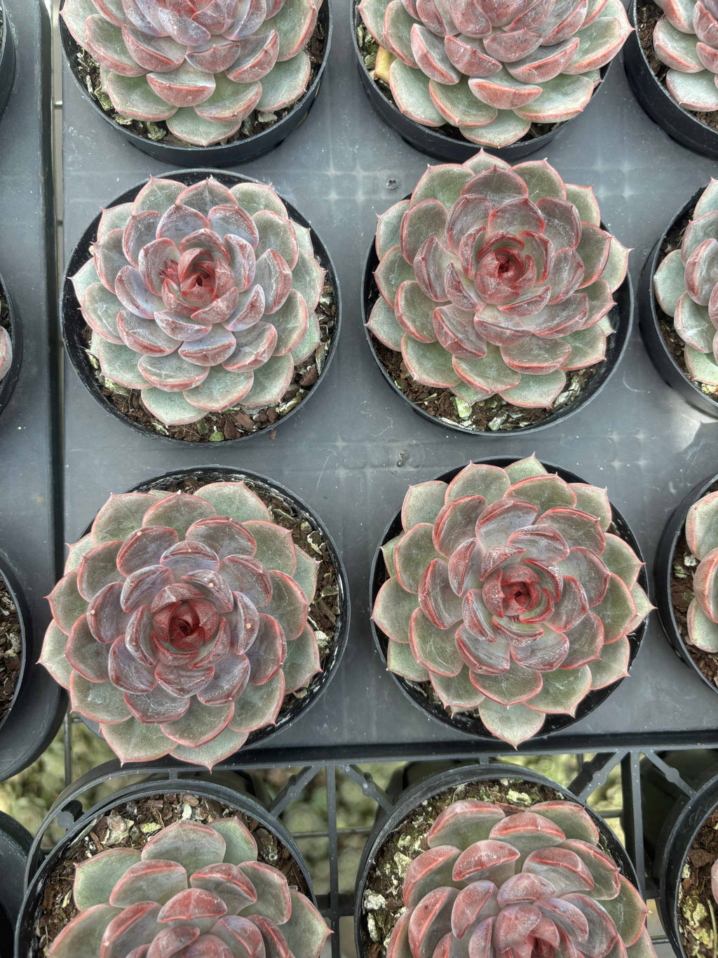 Q002 エケベリア・ブラッククイーン HYB（鉢物）