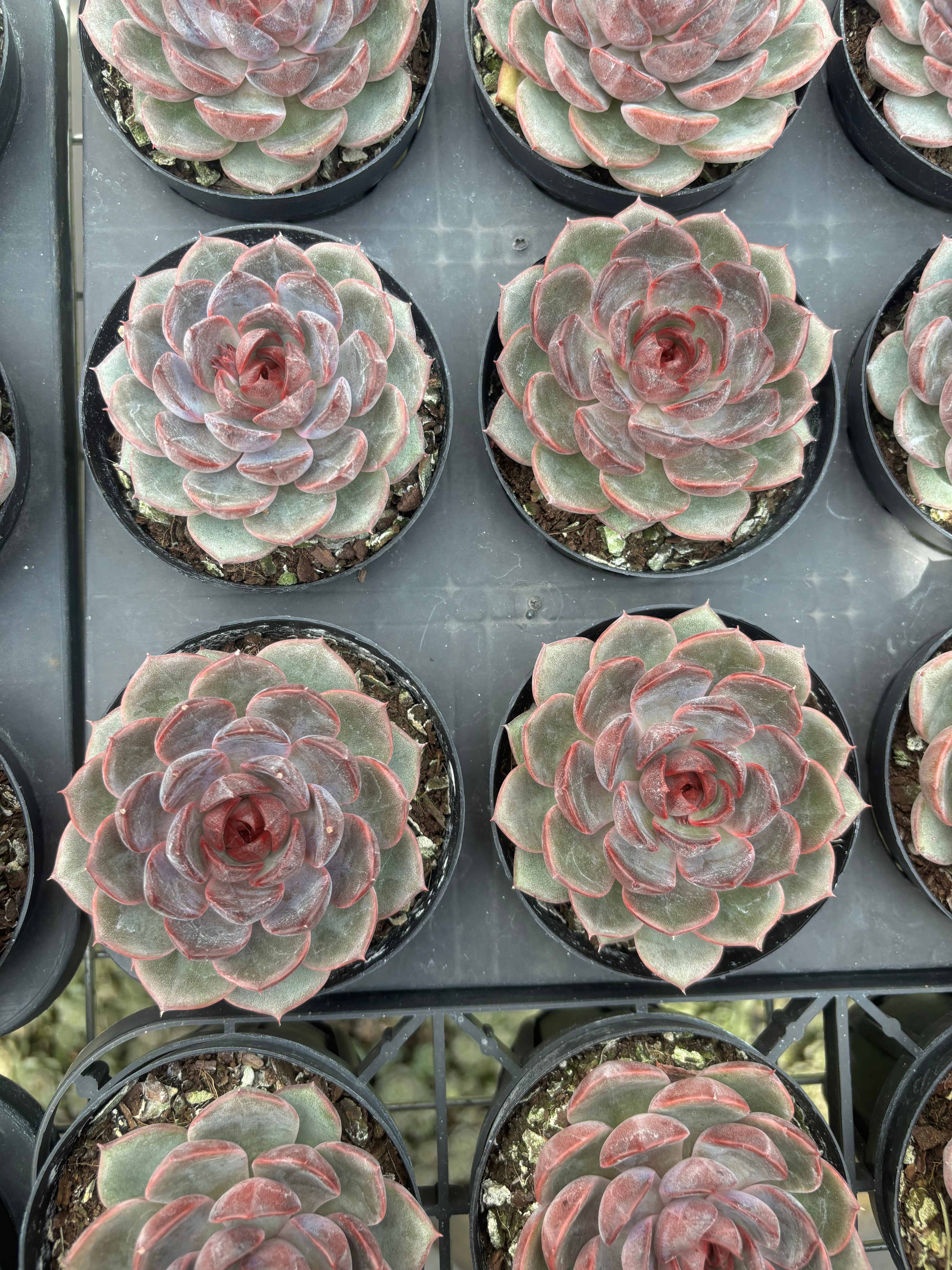 Q002 エケベリア・ブラッククイーン HYB（鉢物）