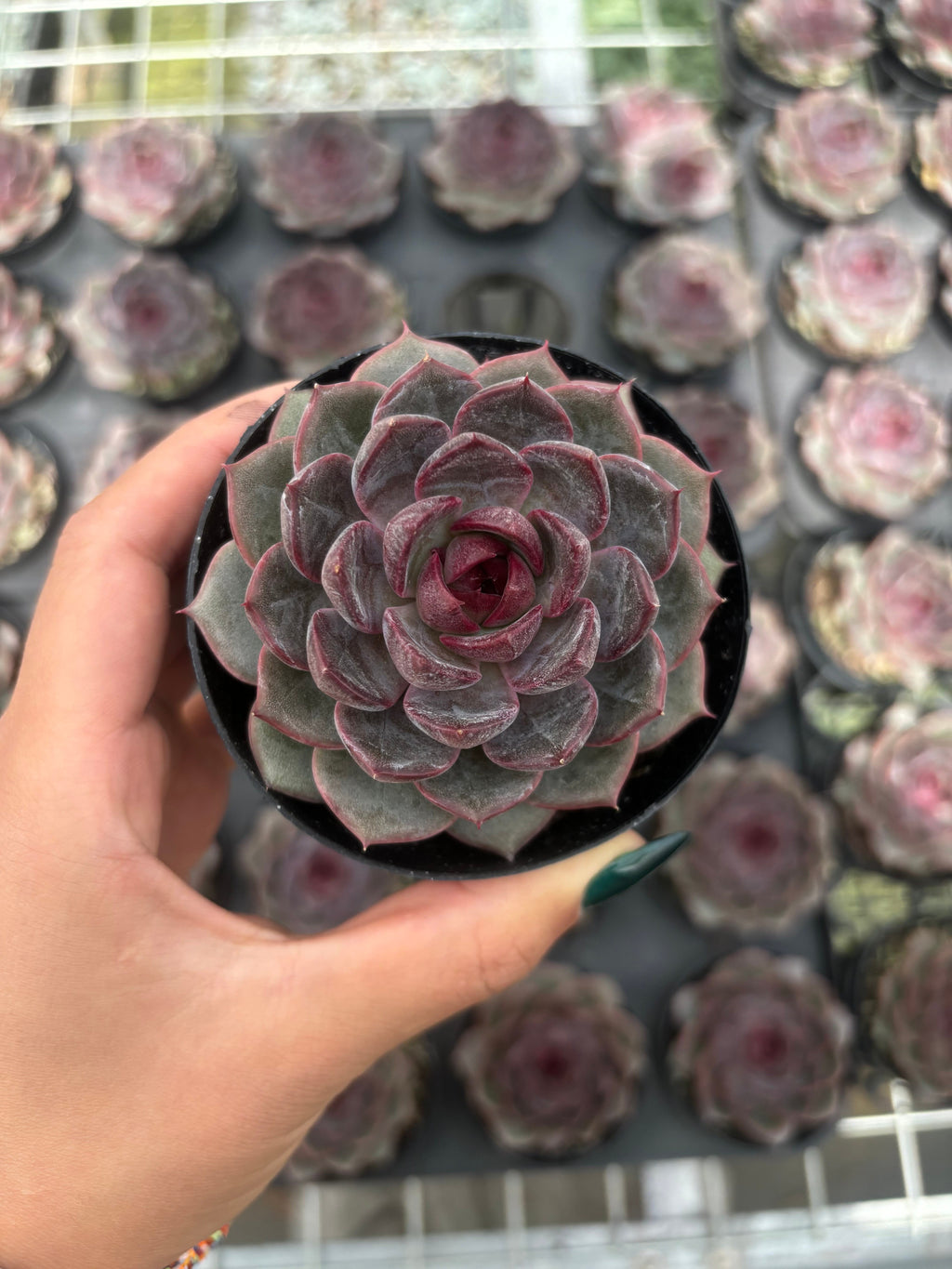 Q002 エケベリア・ブラッククイーン HYB（鉢物）