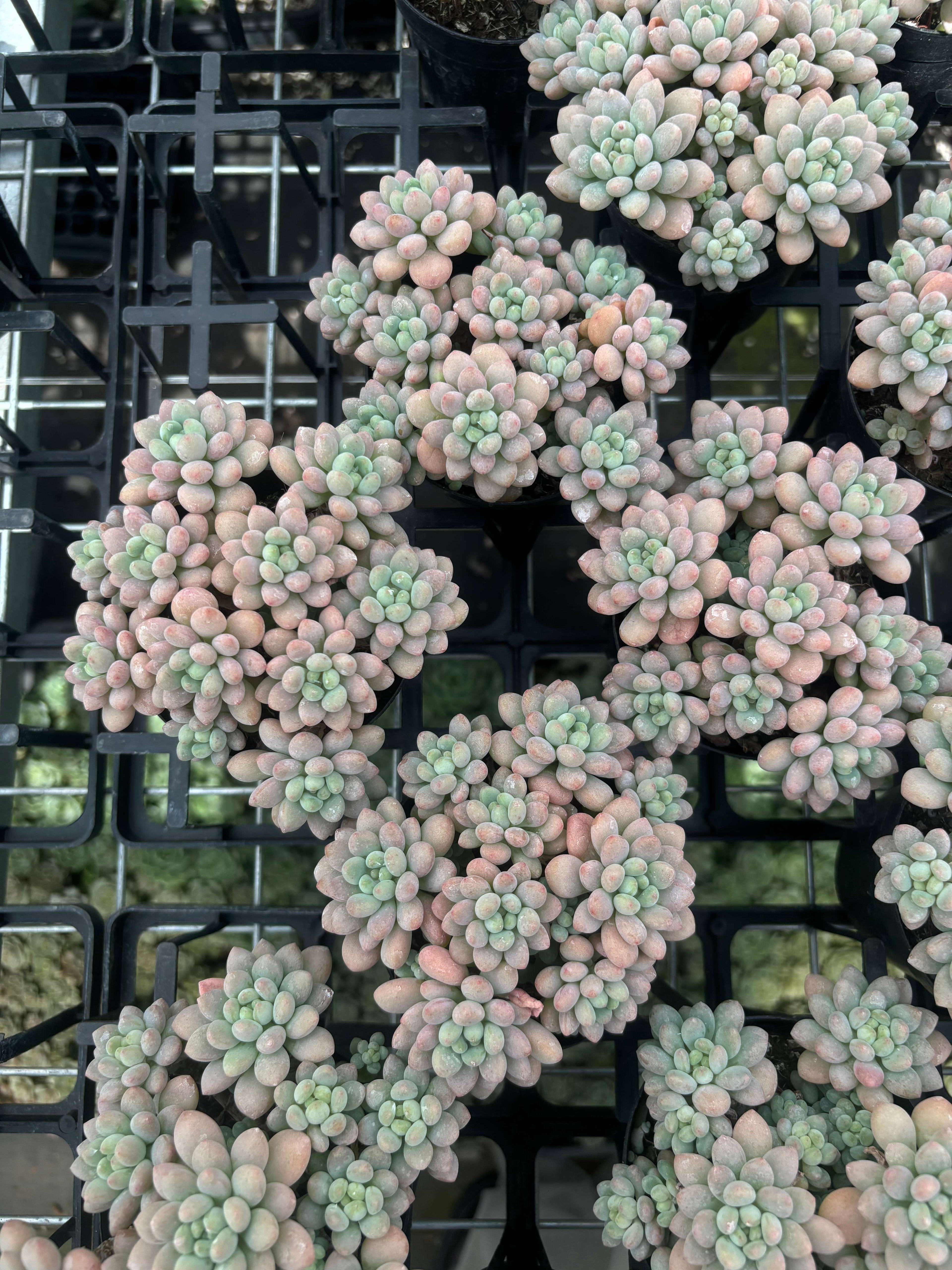 Q003 エケベリア・キャビア（鉢物）