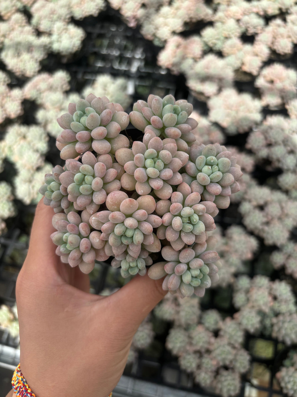 Q003 エケベリア・キャビア（鉢物）