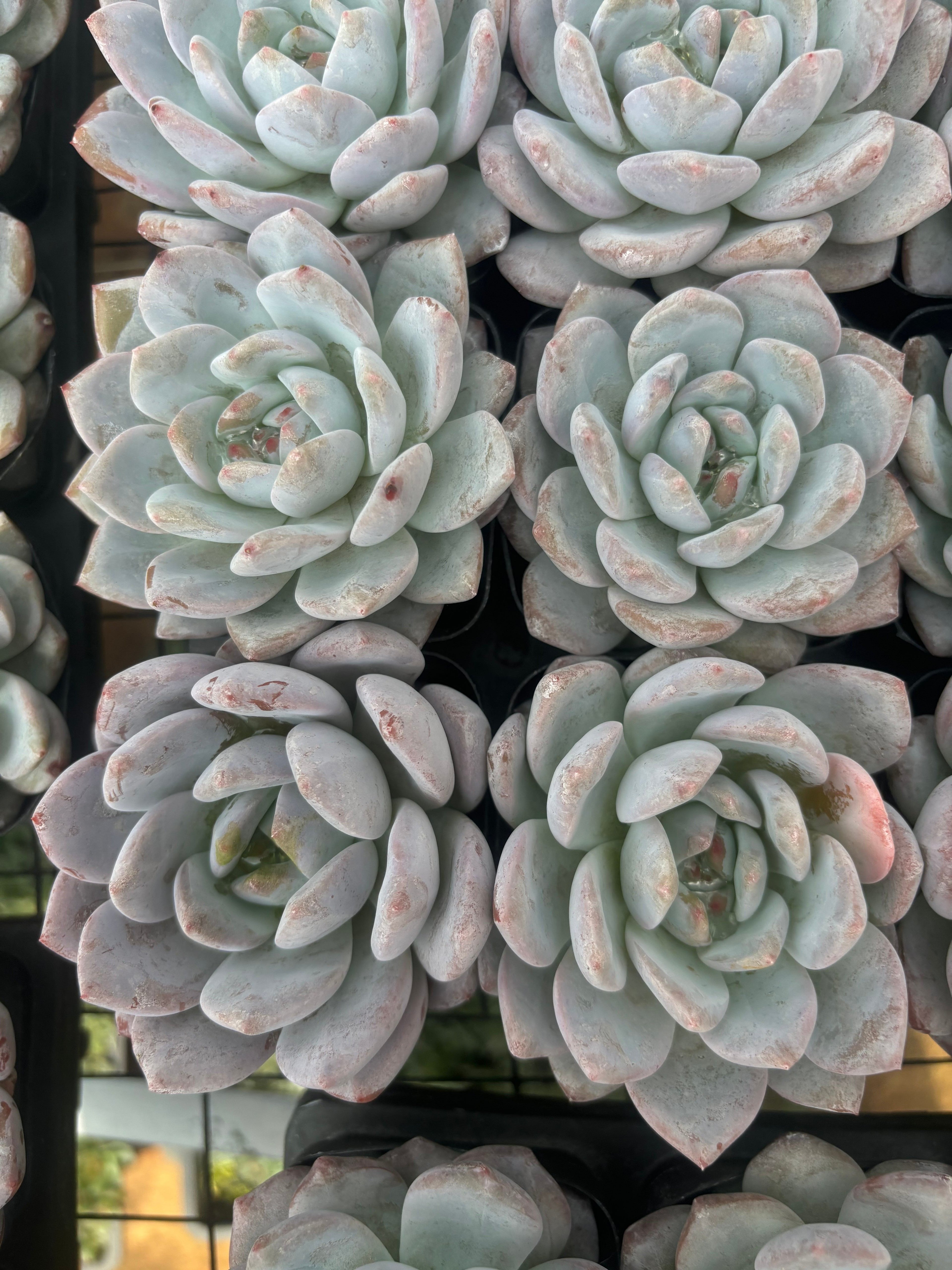 Q004 エケベリア・チョーク（鉢物）