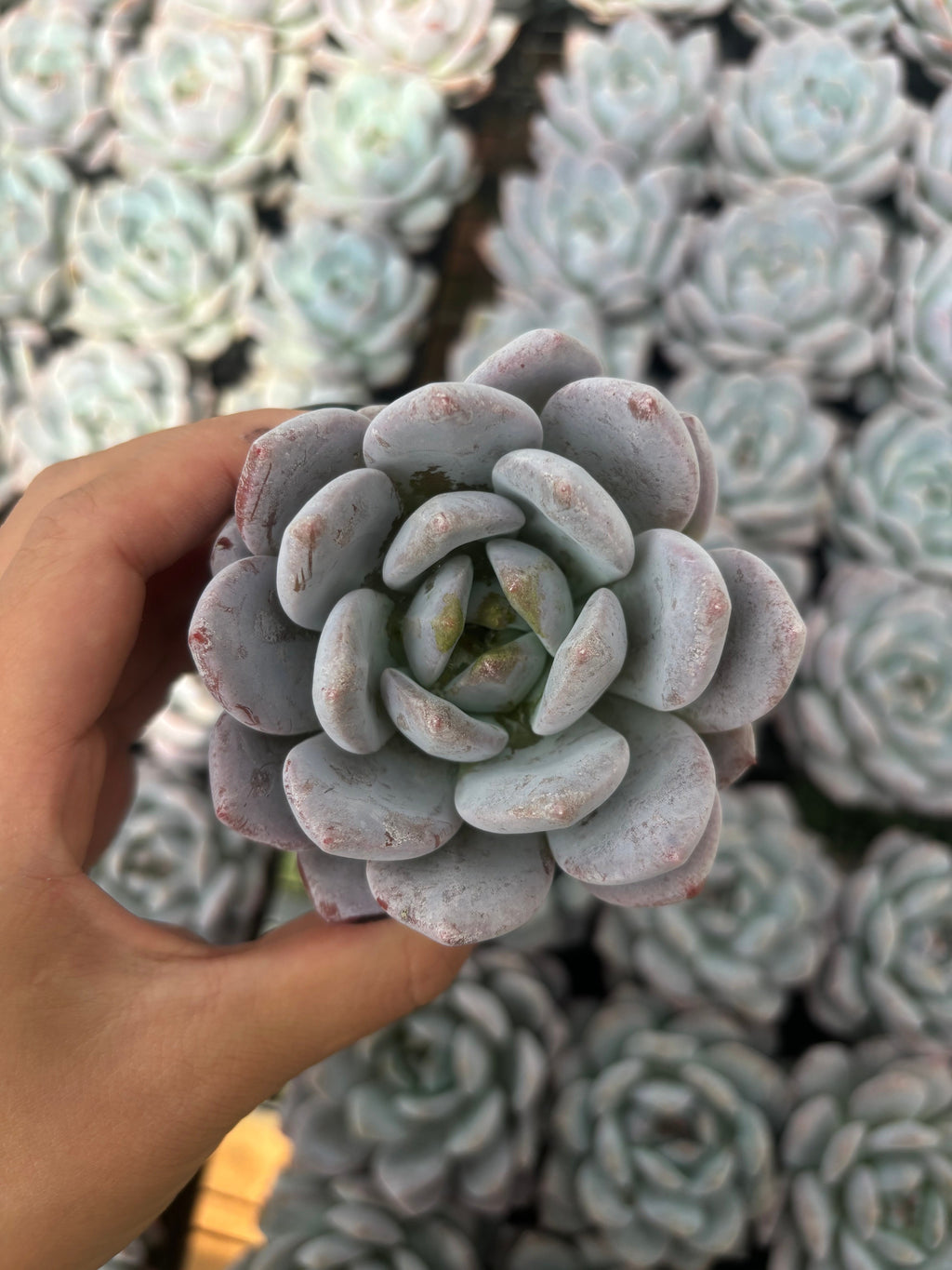 Q004 エケベリア・チョーク（鉢物）