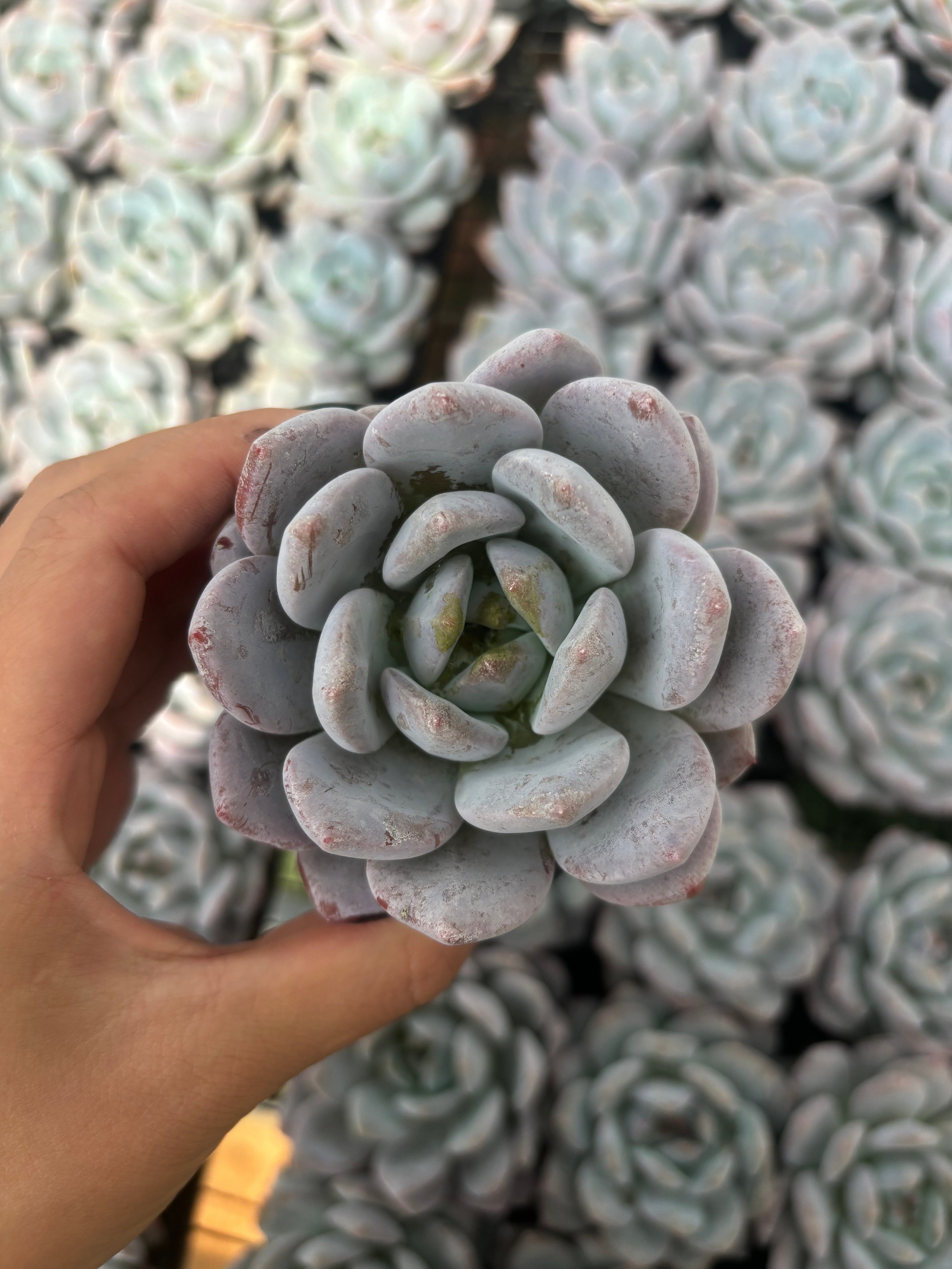 Q004 エケベリア・チョーク（鉢物）