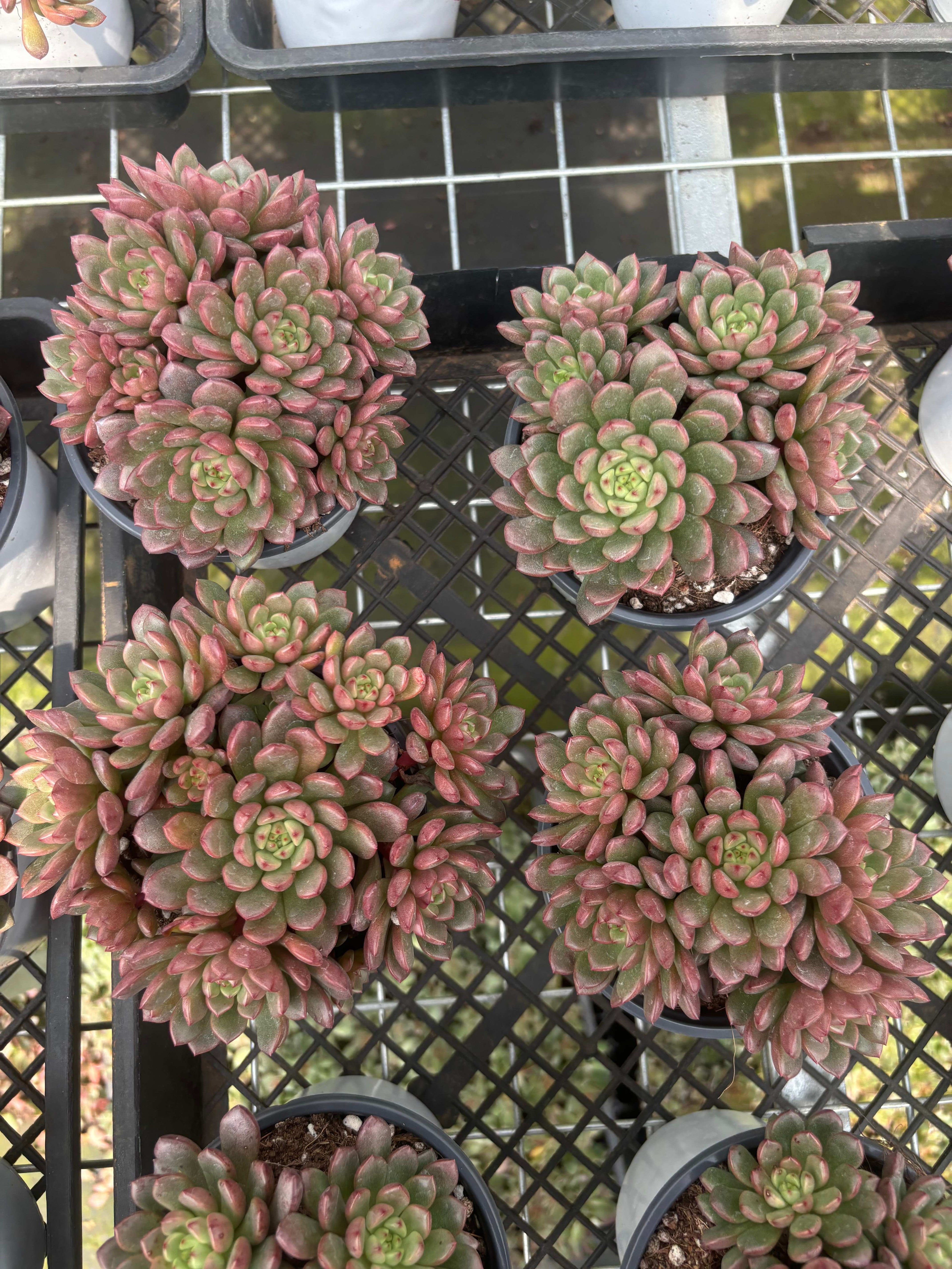 Q005 エケベリア・ピンクルビー（鉢物）