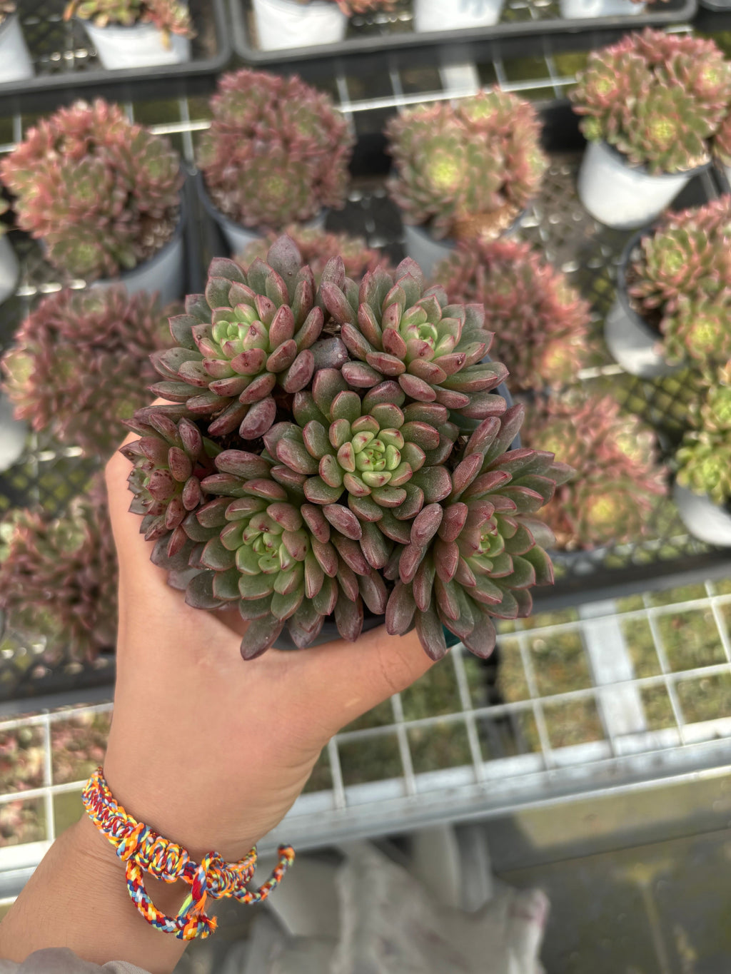 Q005 エケベリア・ピンクルビー（鉢物）