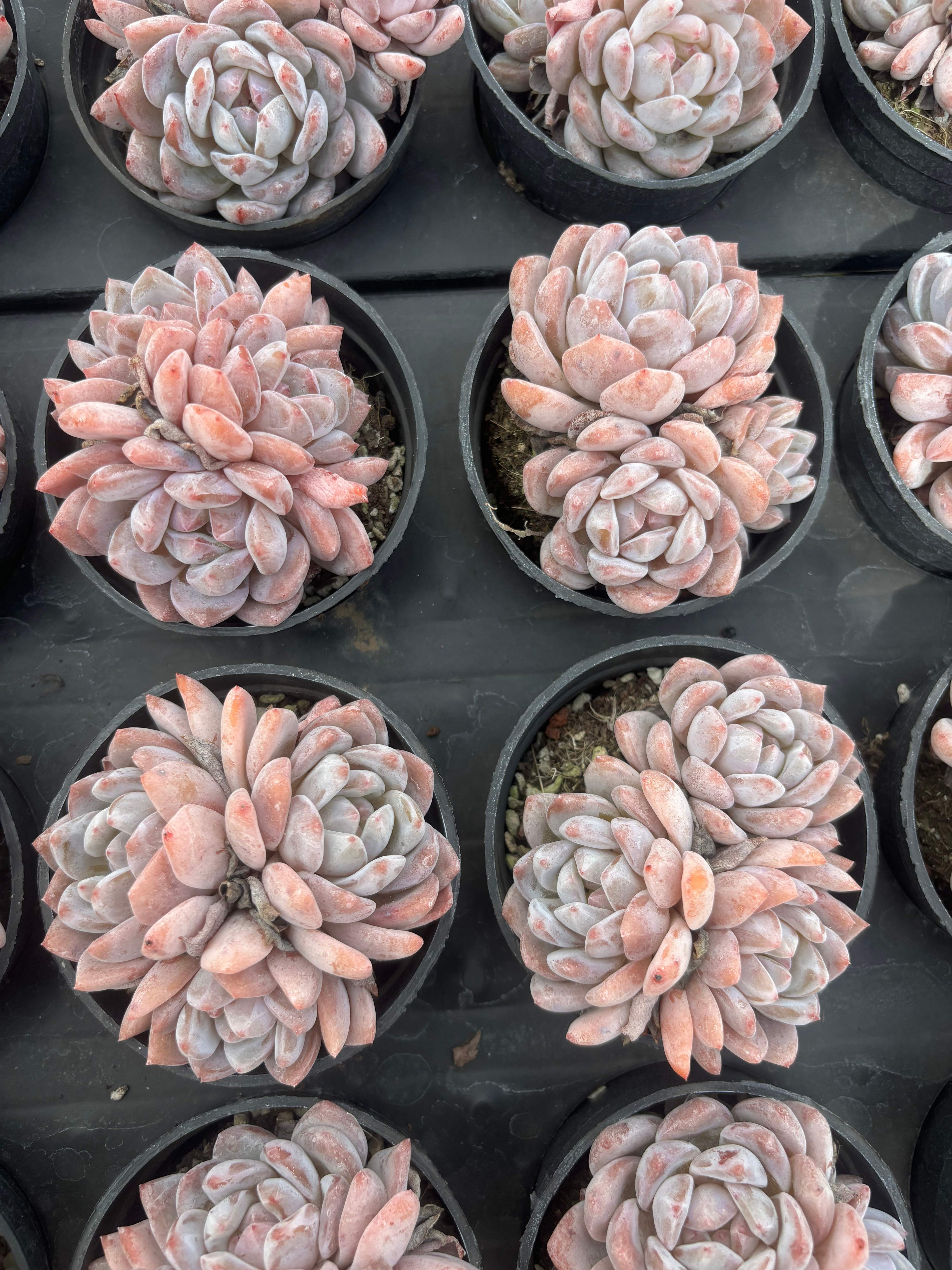 Q006 エケベリア・オレンジモンロー（鉢物）