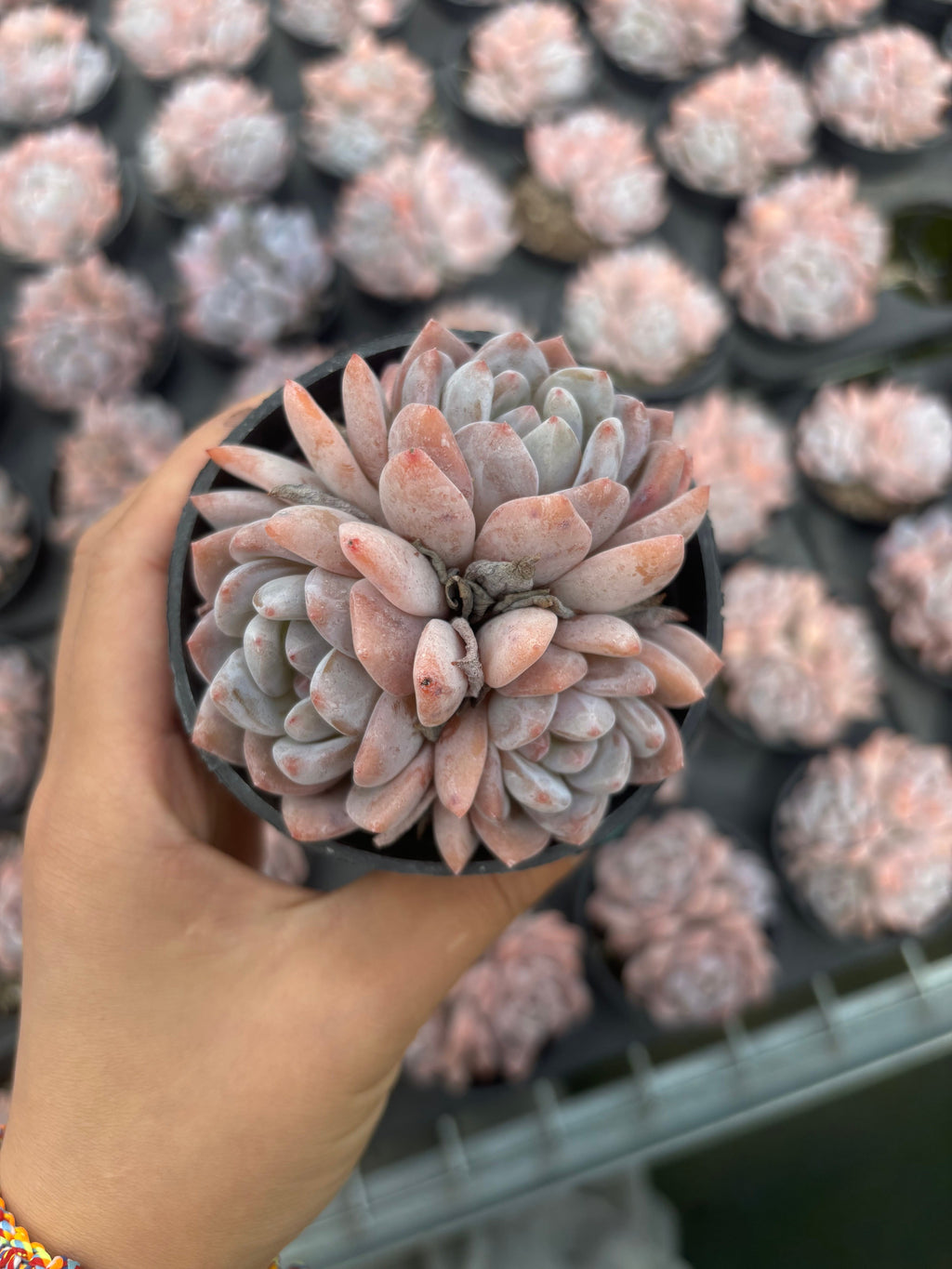 Q006 エケベリア・オレンジモンロー（鉢物）