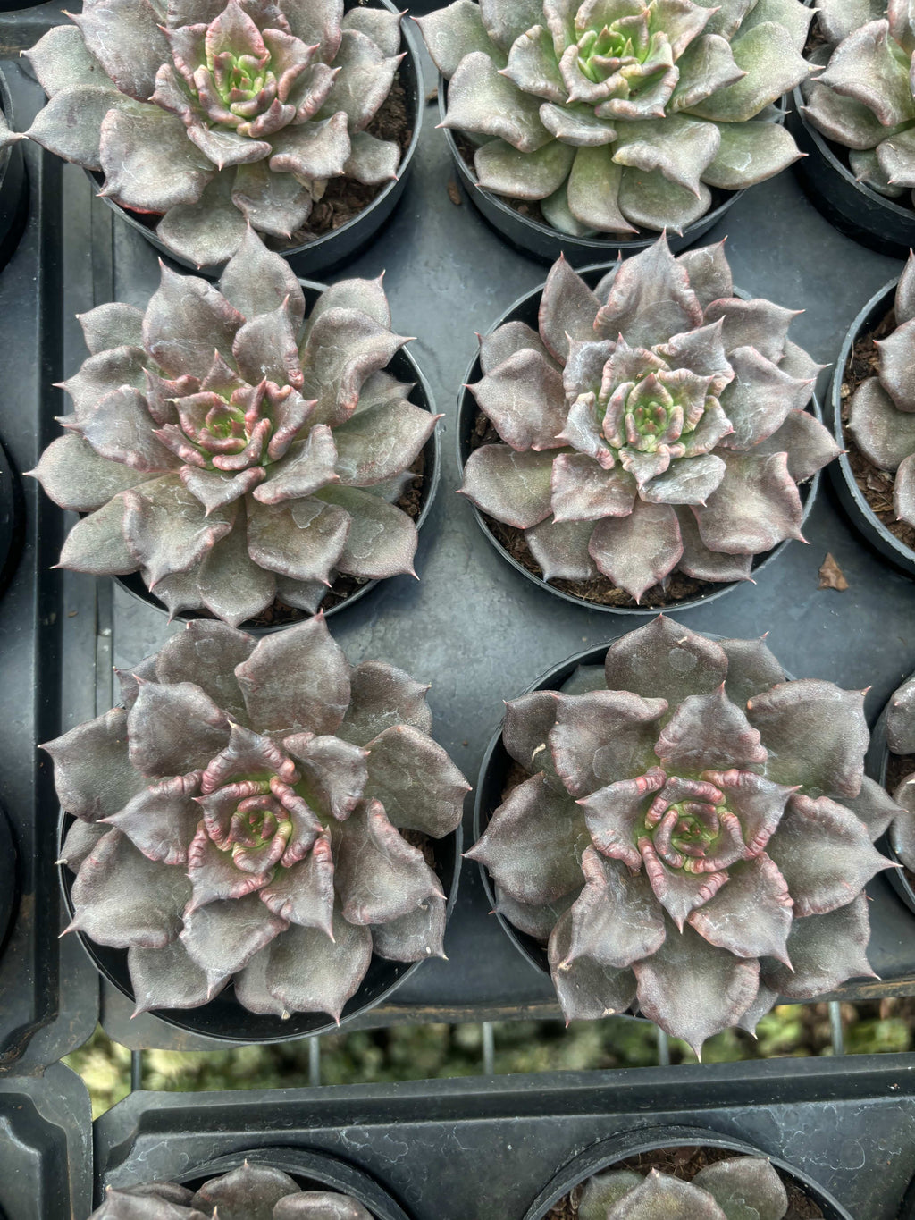 Q007 エケベリア・ブラックマディバ（鉢物）