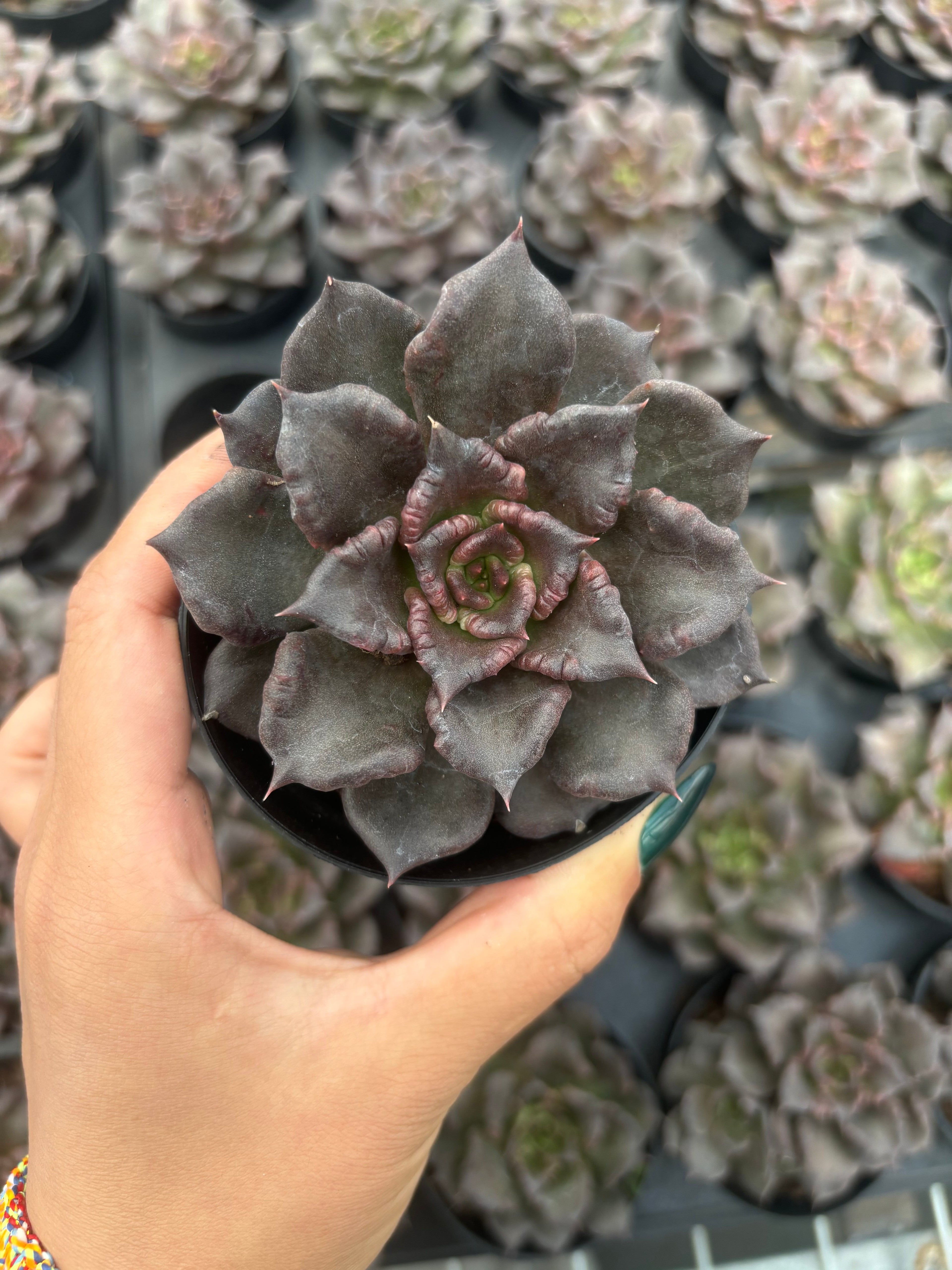 Q007 エケベリア・ブラックマディバ（鉢物）