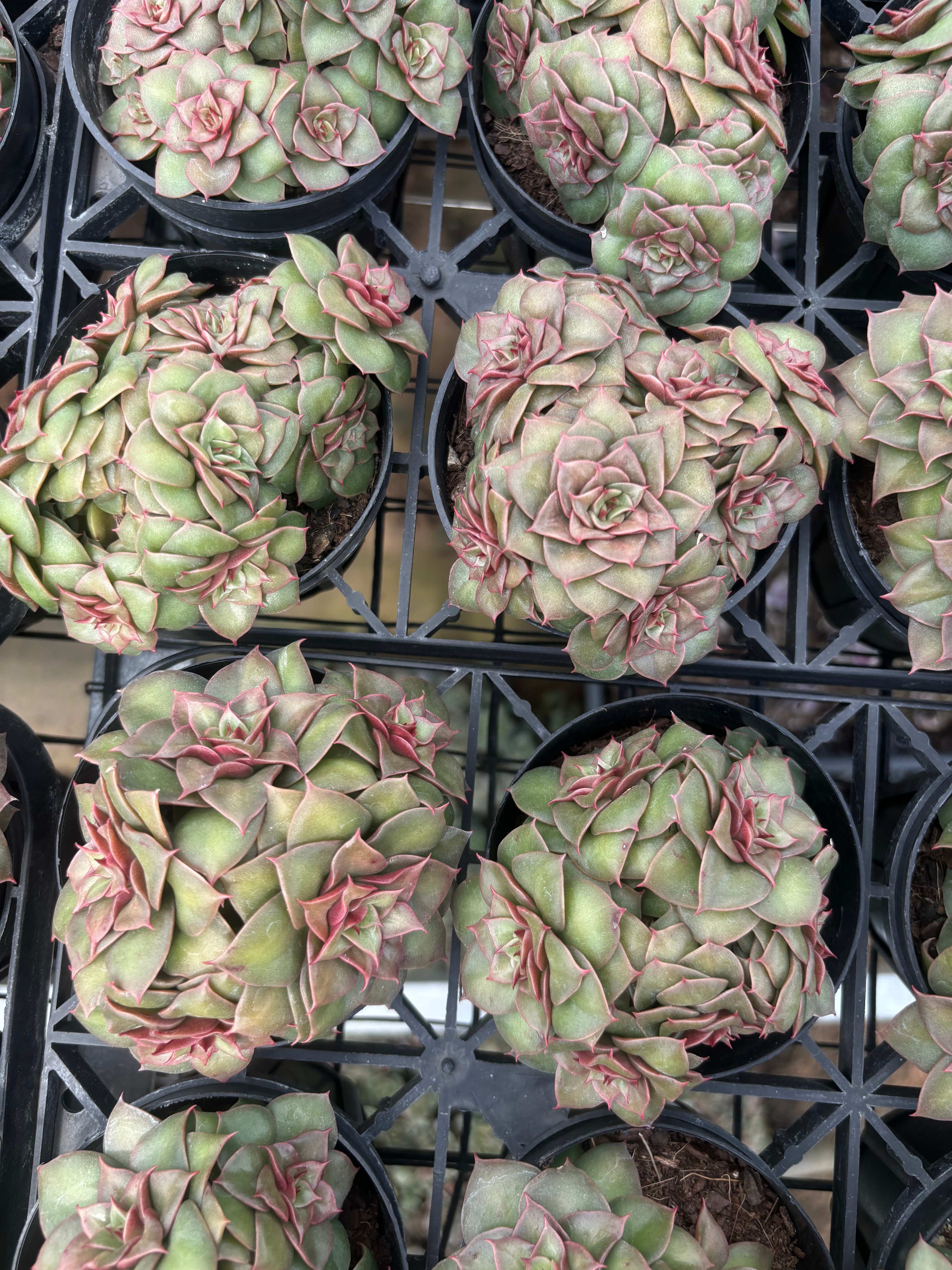 Q008 エケベリア・ゴールドフレーム（鉢物）