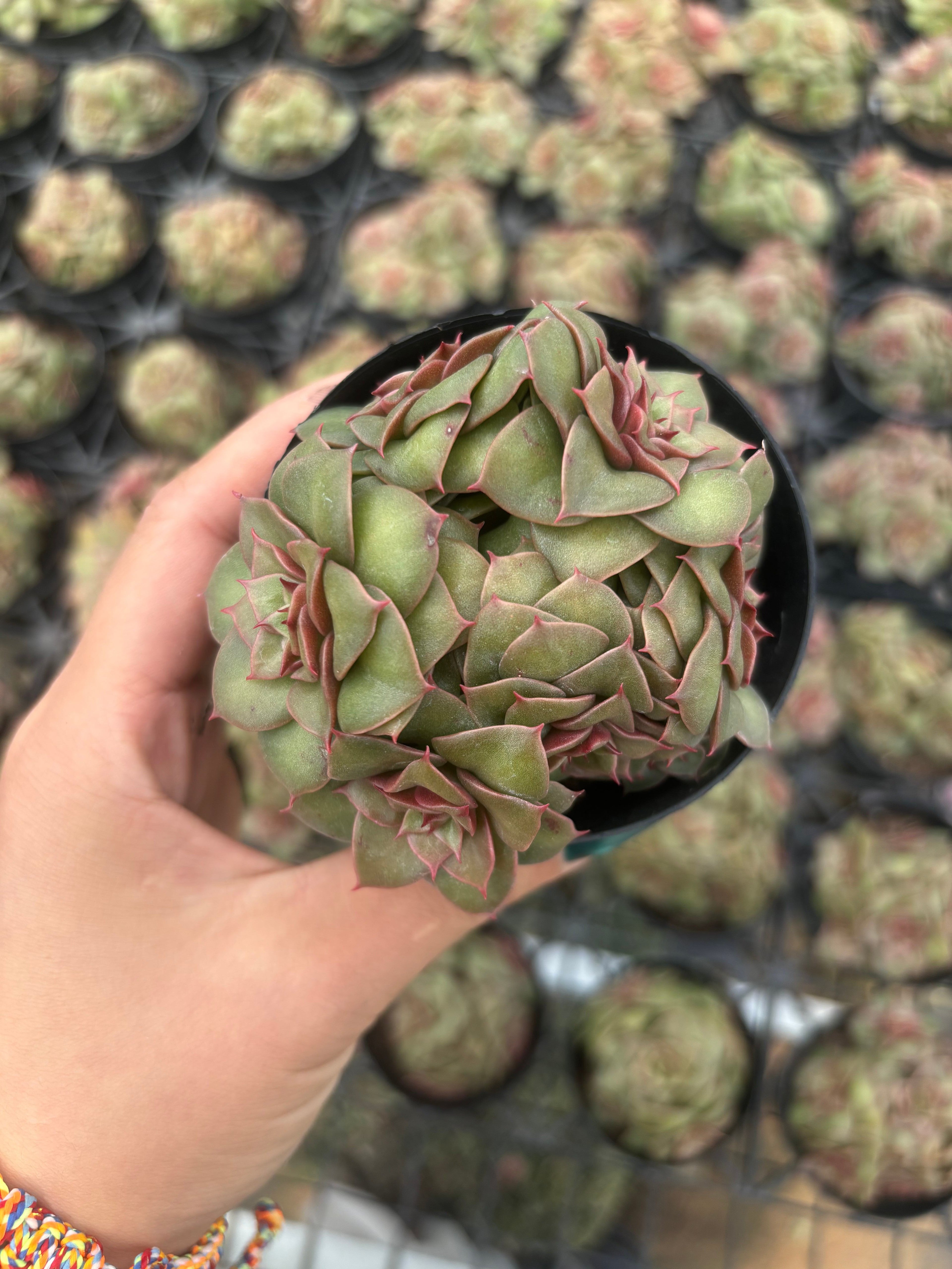 Q008 エケベリア・ゴールドフレーム（鉢物）