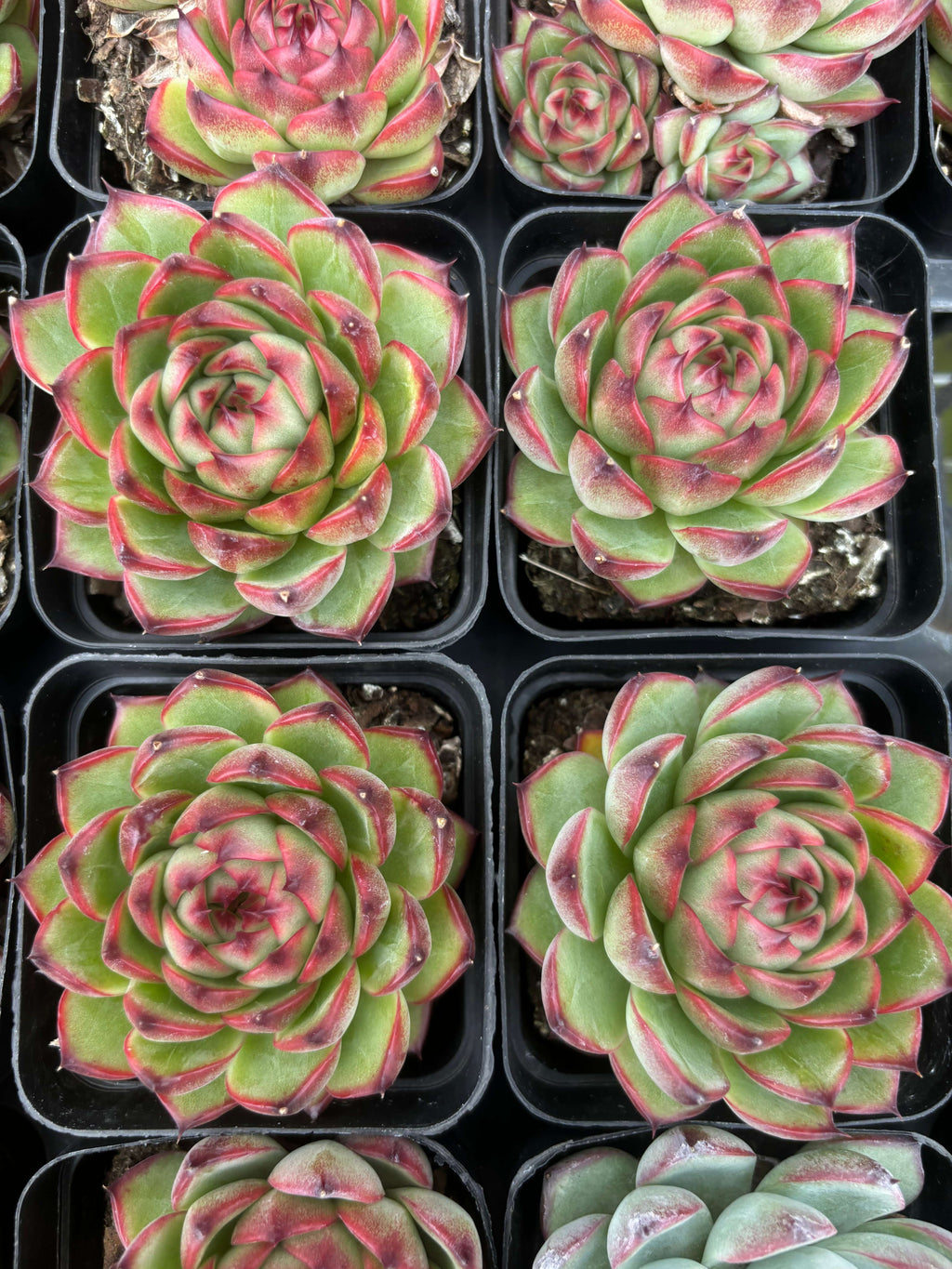 Q009 エケベリア・ムーンストーン（鉢物）