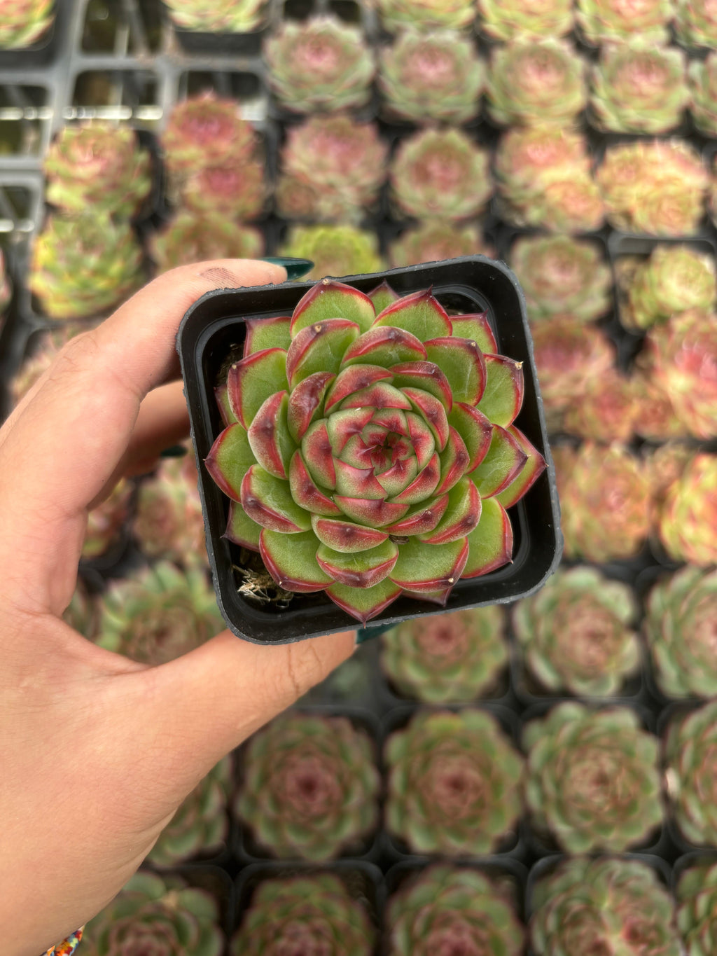 Q009 エケベリア・ムーンストーン（鉢物）