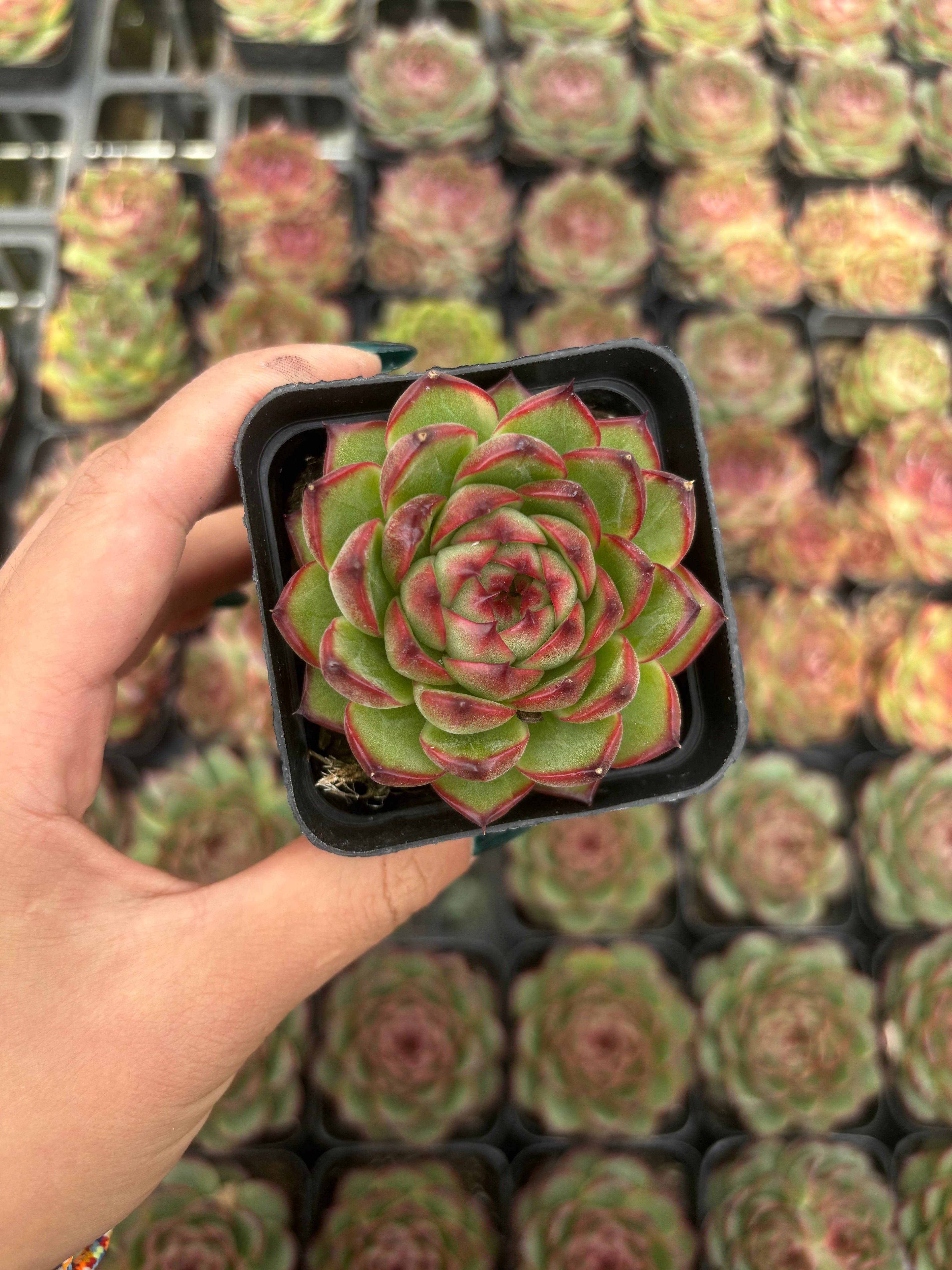 Q009 エケベリア・ムーンストーン（鉢物）