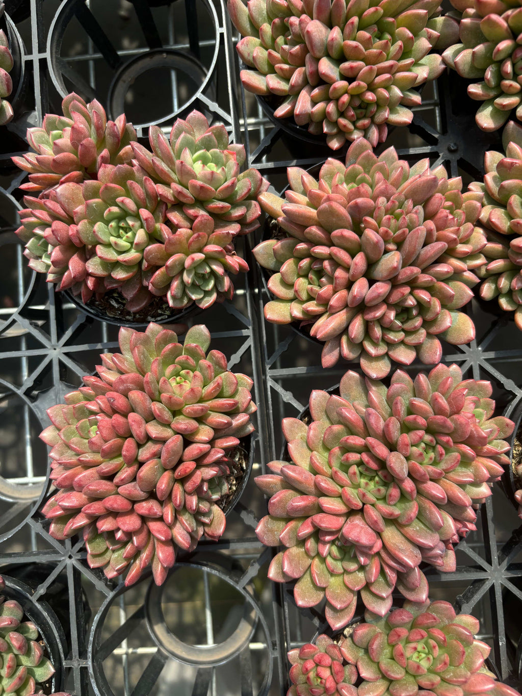 Q010 エケベリア・ピンクルビー（鉢物）