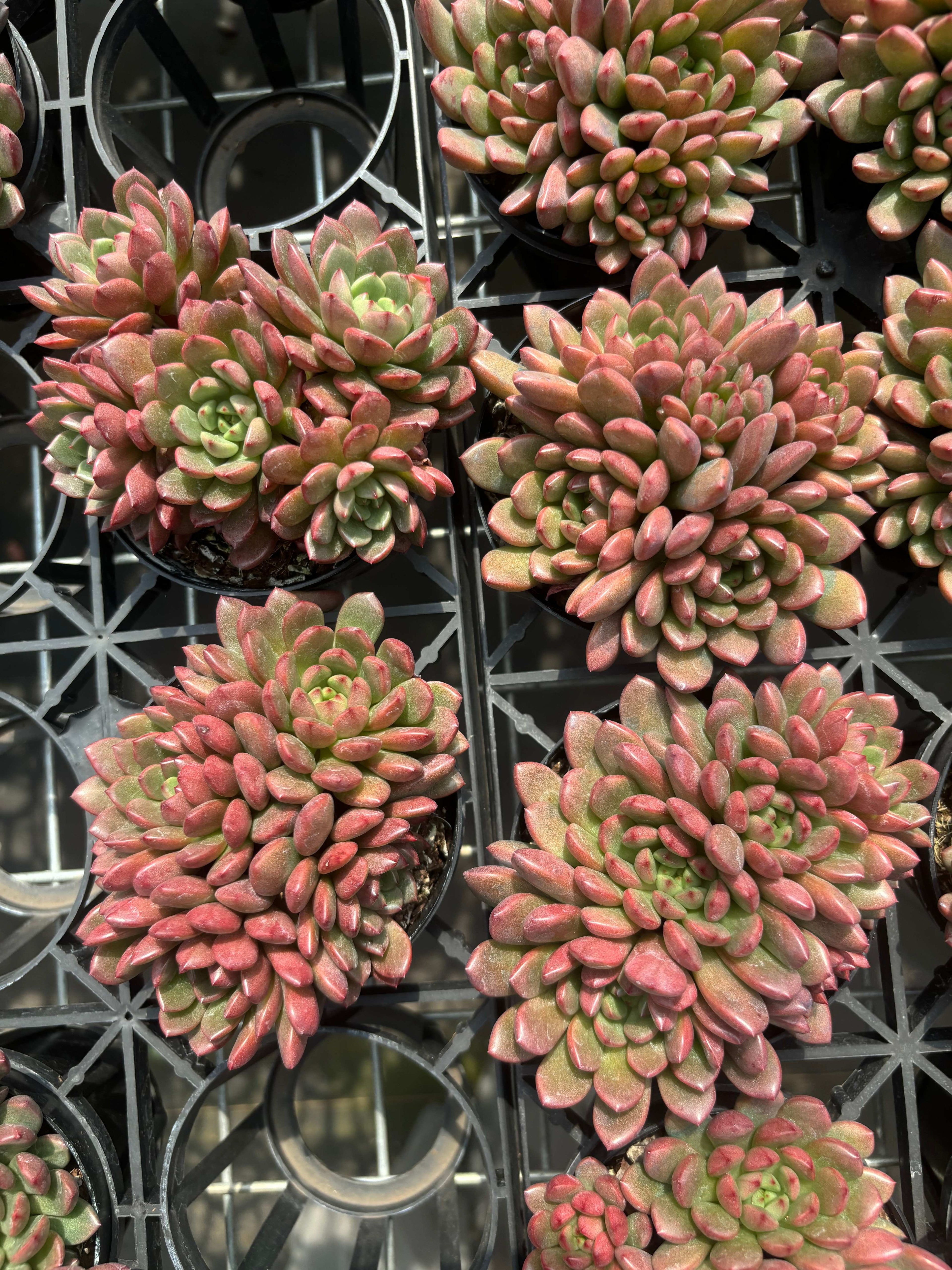 Q010 エケベリア・ピンクルビー（鉢物）