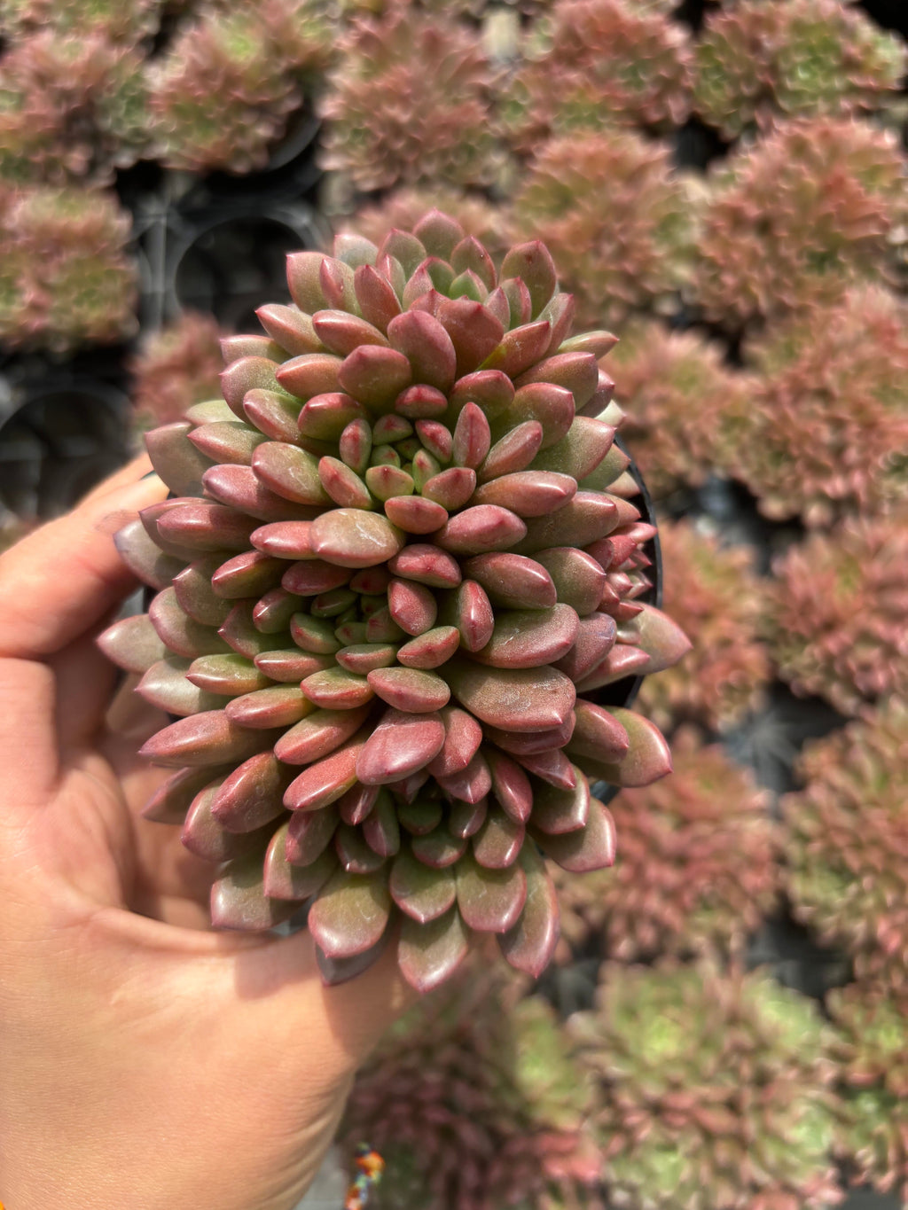 Q010 エケベリア・ピンクルビー（鉢物）